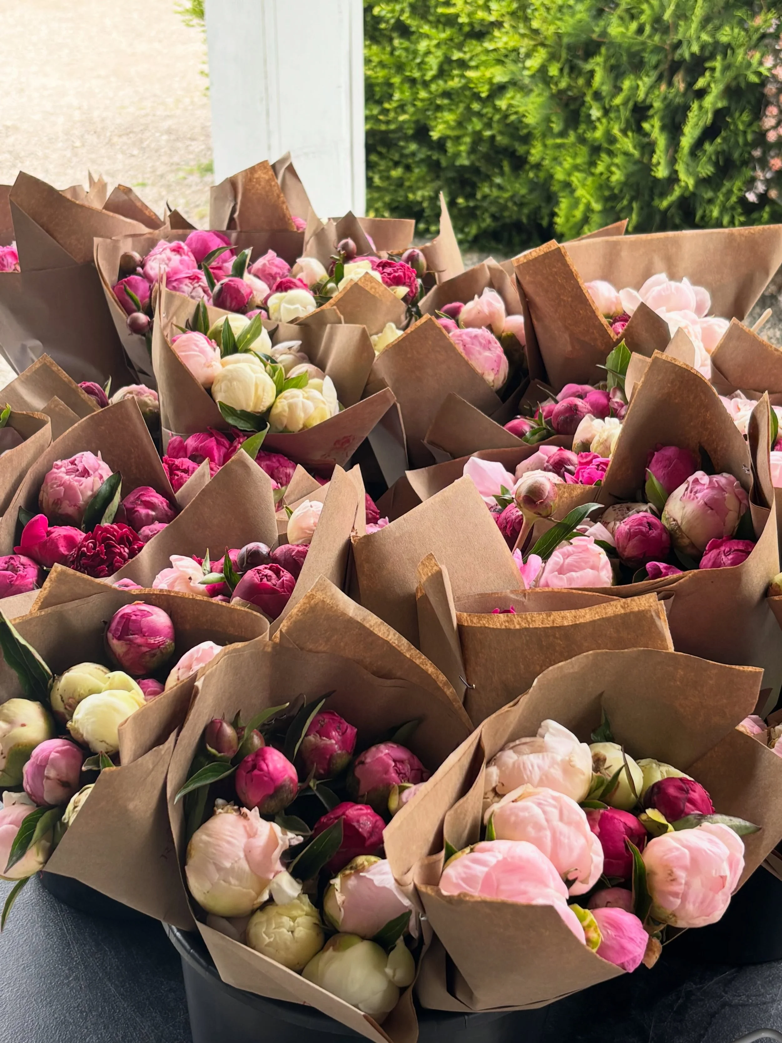 Garden Grade Peony Sale 🌸 TODAY!! 
Not every stem makes it into our premium pre-orders&hellip; but they&rsquo;re still beautiful in their own way. 🤍

These peonies may have blemishes, curved stems, or blooms that opened a little too quickly &mdash;
