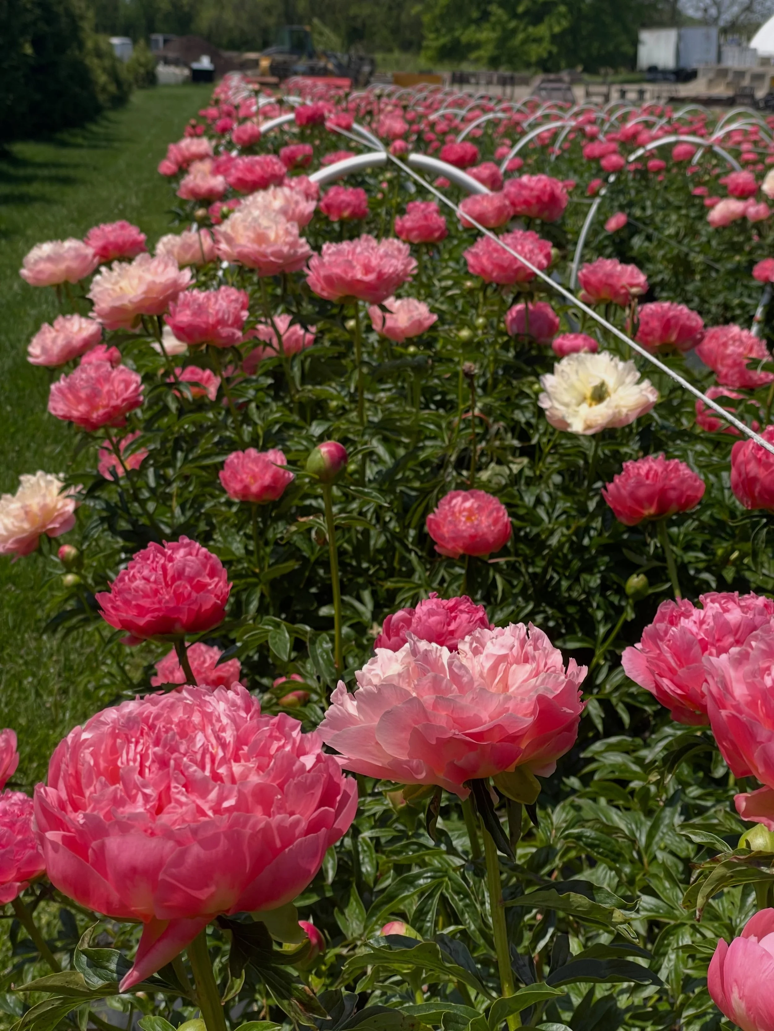 REMINDER ‼️
Week 2 Peony Subscription pickup is this week! We sent out emails (check your spam folder) 

📍 Red Twig Farms
14470 Jug St. Johnstown, OH

Pickup times:
Thursday, May 21 &bull; 4 PM &ndash; 6 PM
OR
Friday, May 22 &bull; 11 AM &ndash; 1 P