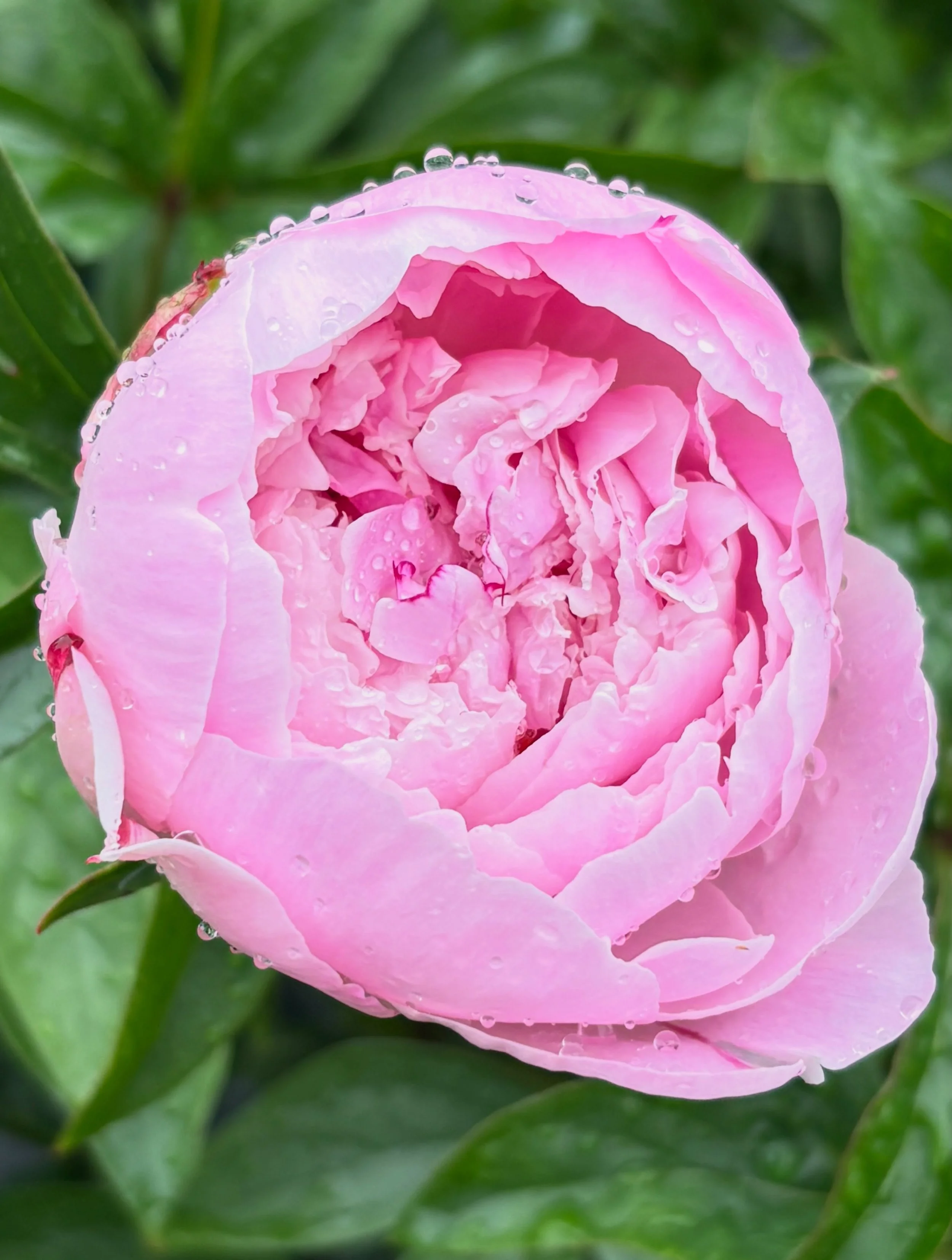 TODAY 5/21‼️‼️‼️4-6pm 

Garden Grade Peony Sale 🌸 Peony season is short, don&rsquo;t miss it! 

These are not our premium stems used for pre-orders, but they&rsquo;re still absolutely beautiful in their own way. 🤍
Garden grade peonies may include b