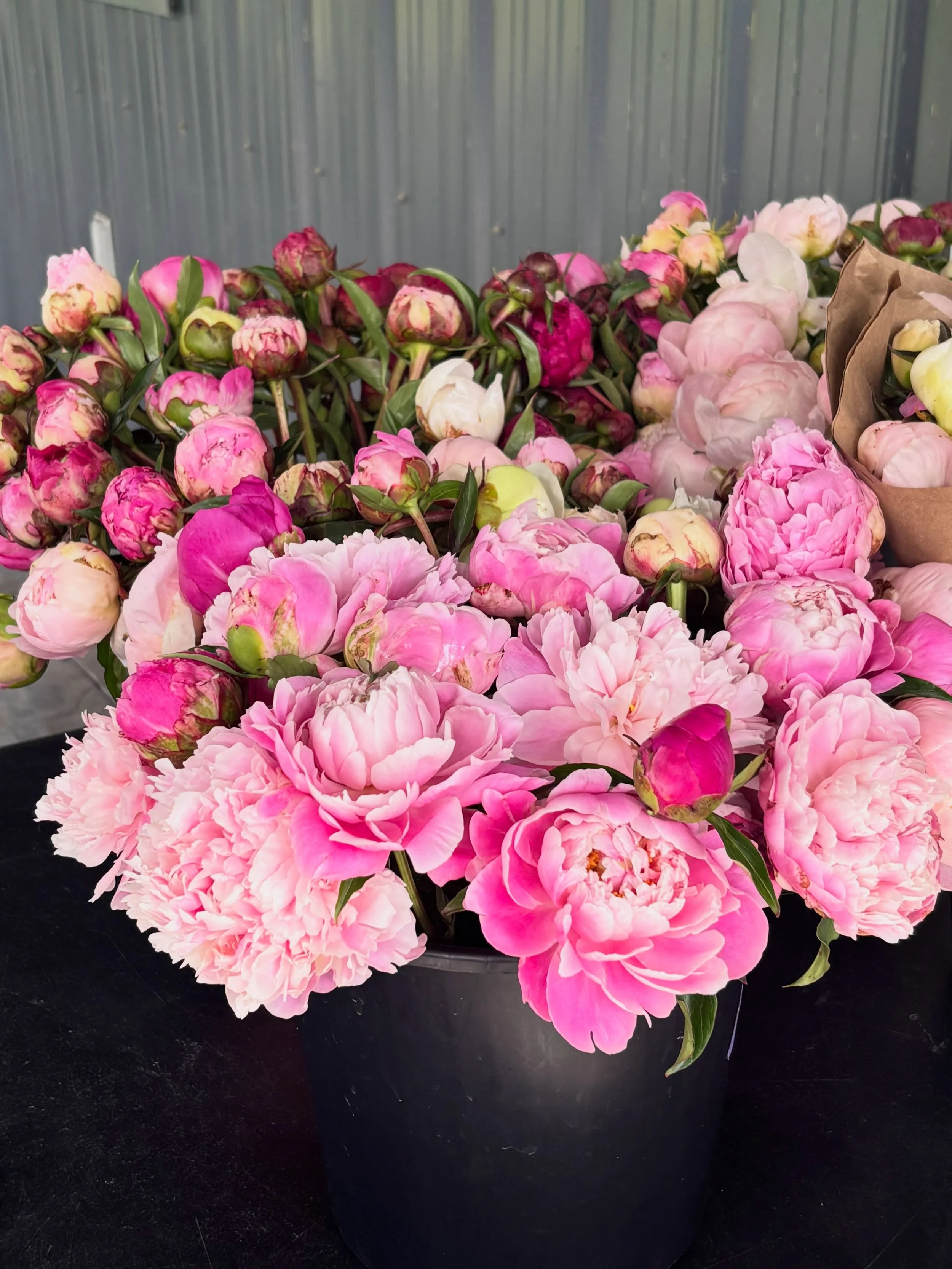 We&rsquo;re soaking up every last bloom 🌸✨

A huge thank you to everyone who has stopped by the farm and supported us this season! 

If you&rsquo;ve been wanting fresh peonies, don&rsquo;t wait too long!

🌸 Pop-Up Sale Hours:

Thursday, May 28th: 1