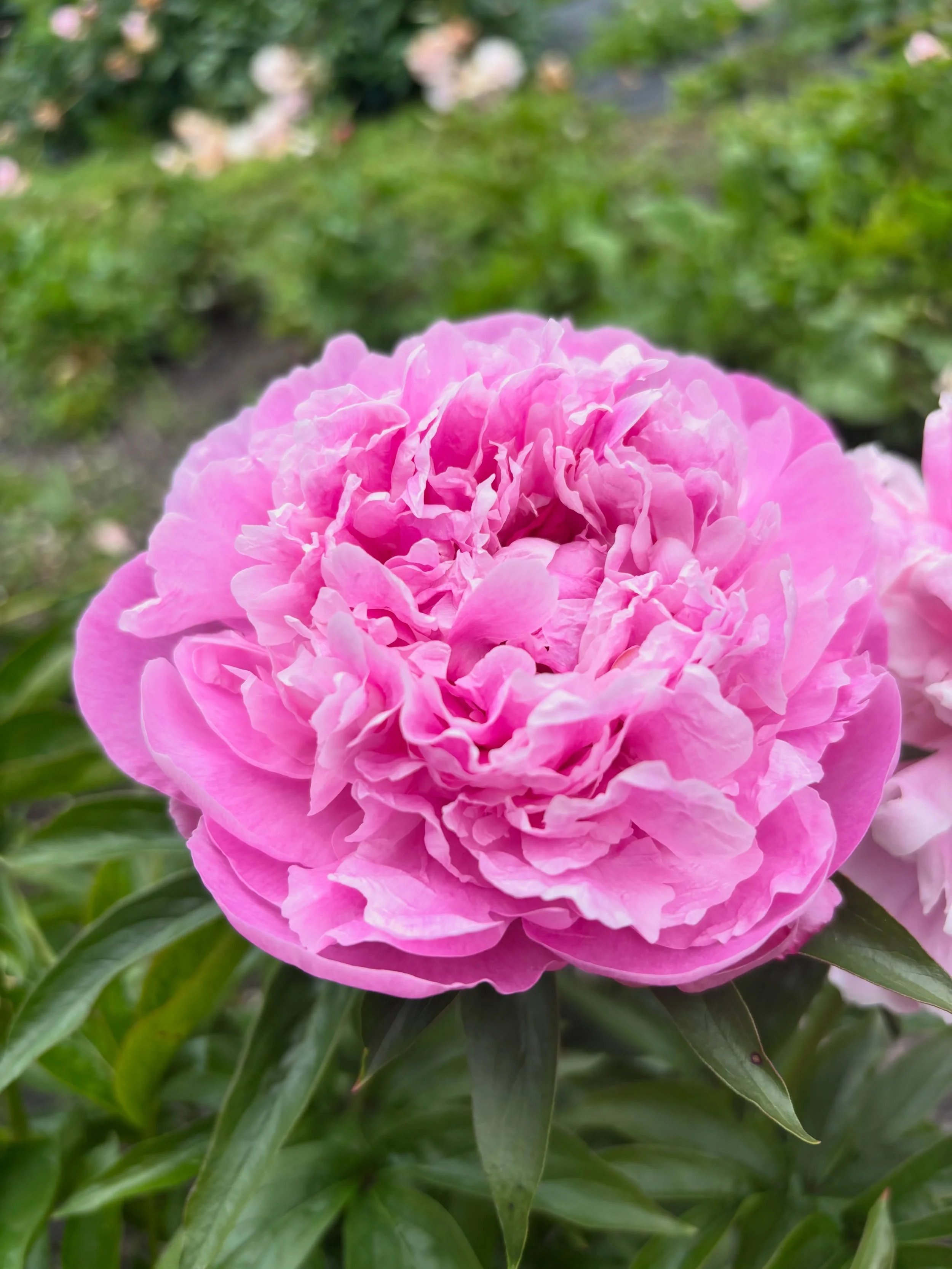 🌸 PEONY BLOWOUT SALE 🌸
Our peony season is coming to an end, and we&rsquo;re clearing the cooler with buckets + bouquets available first come, first serve!

Stock up while you can &mdash; once they&rsquo;re gone, they&rsquo;re gone for the season ?