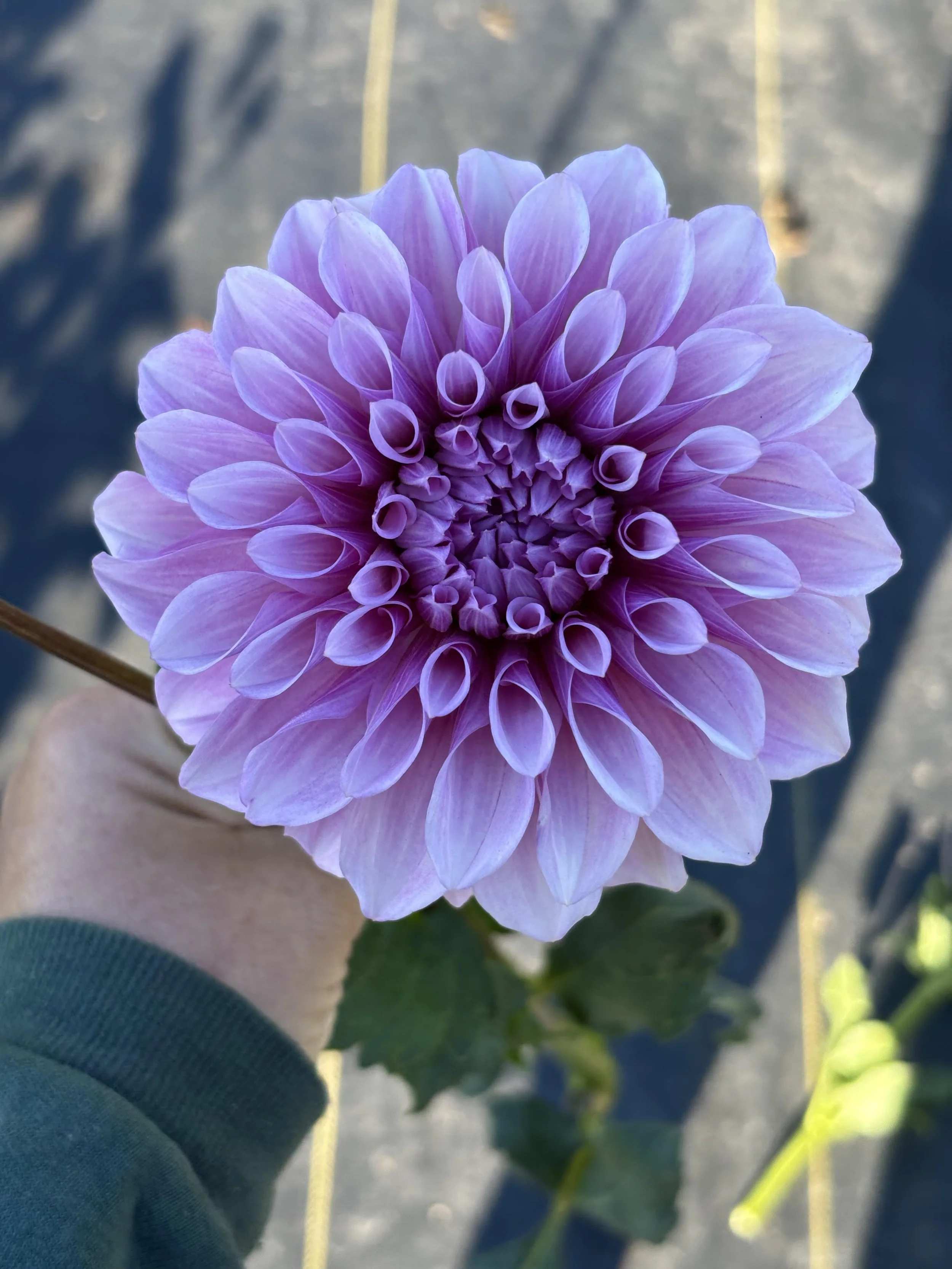 Orchid Ice Dahlia Tuber: 2026 Spring Shipping