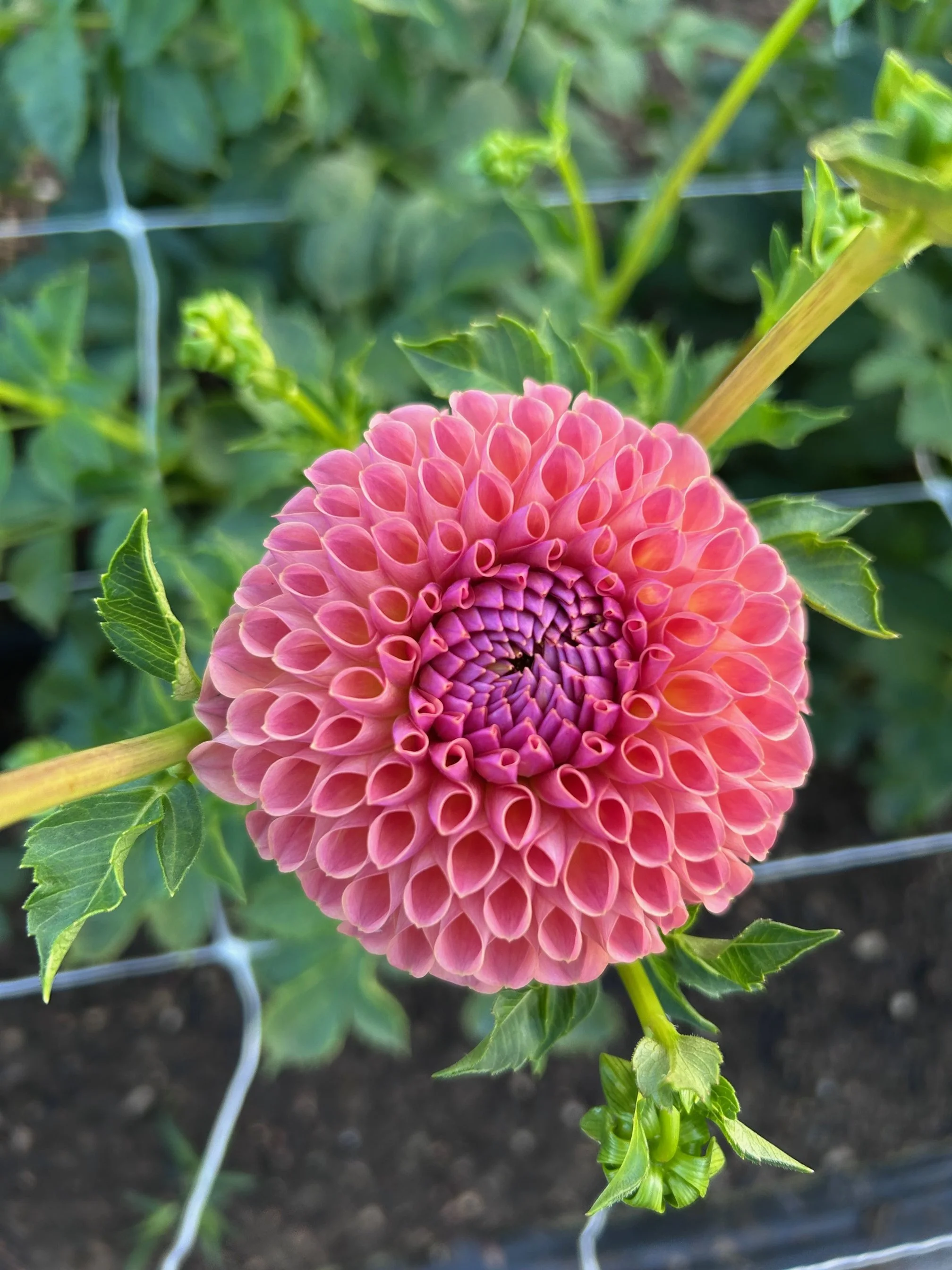 Jowey Winnie Dahlia Tuber: 2026 Spring Shipping