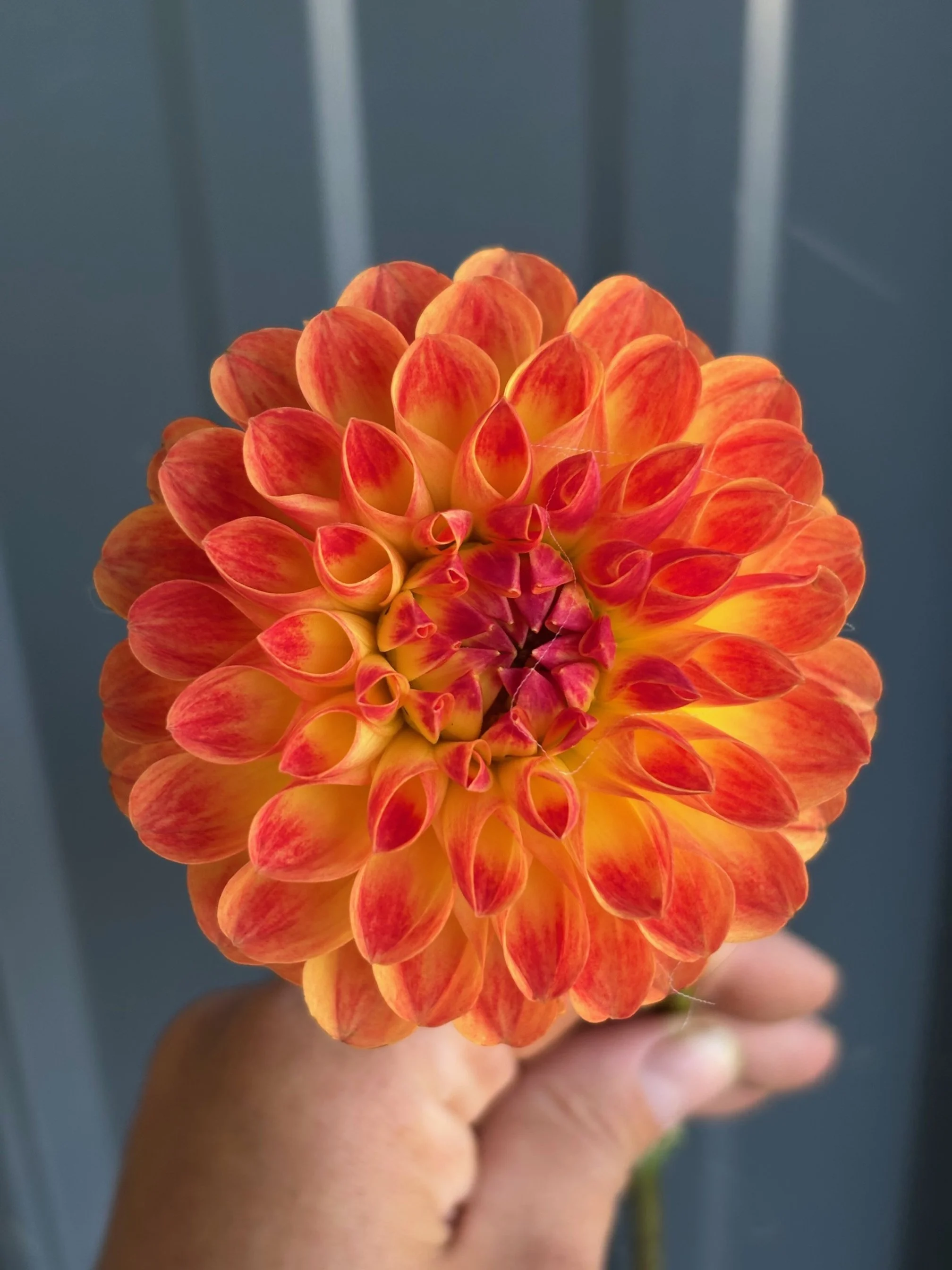 Jowey Chantal Dahila Tuber: 2026 Spring Shipping