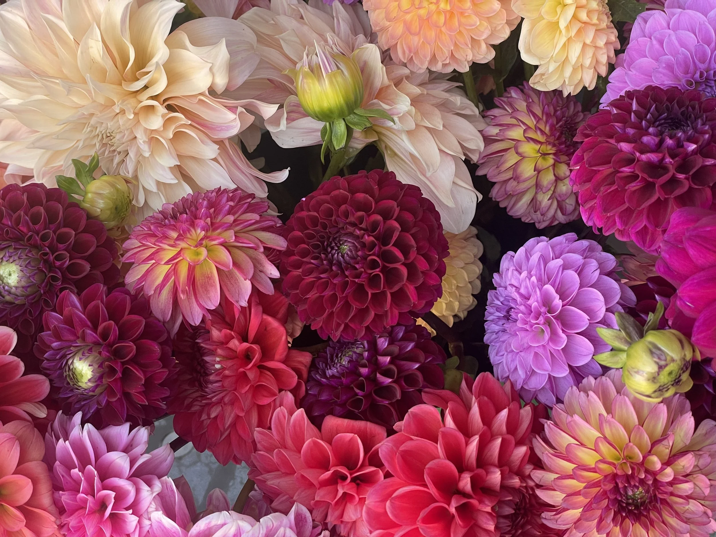 Mixed Tubers Box (5 tubers)