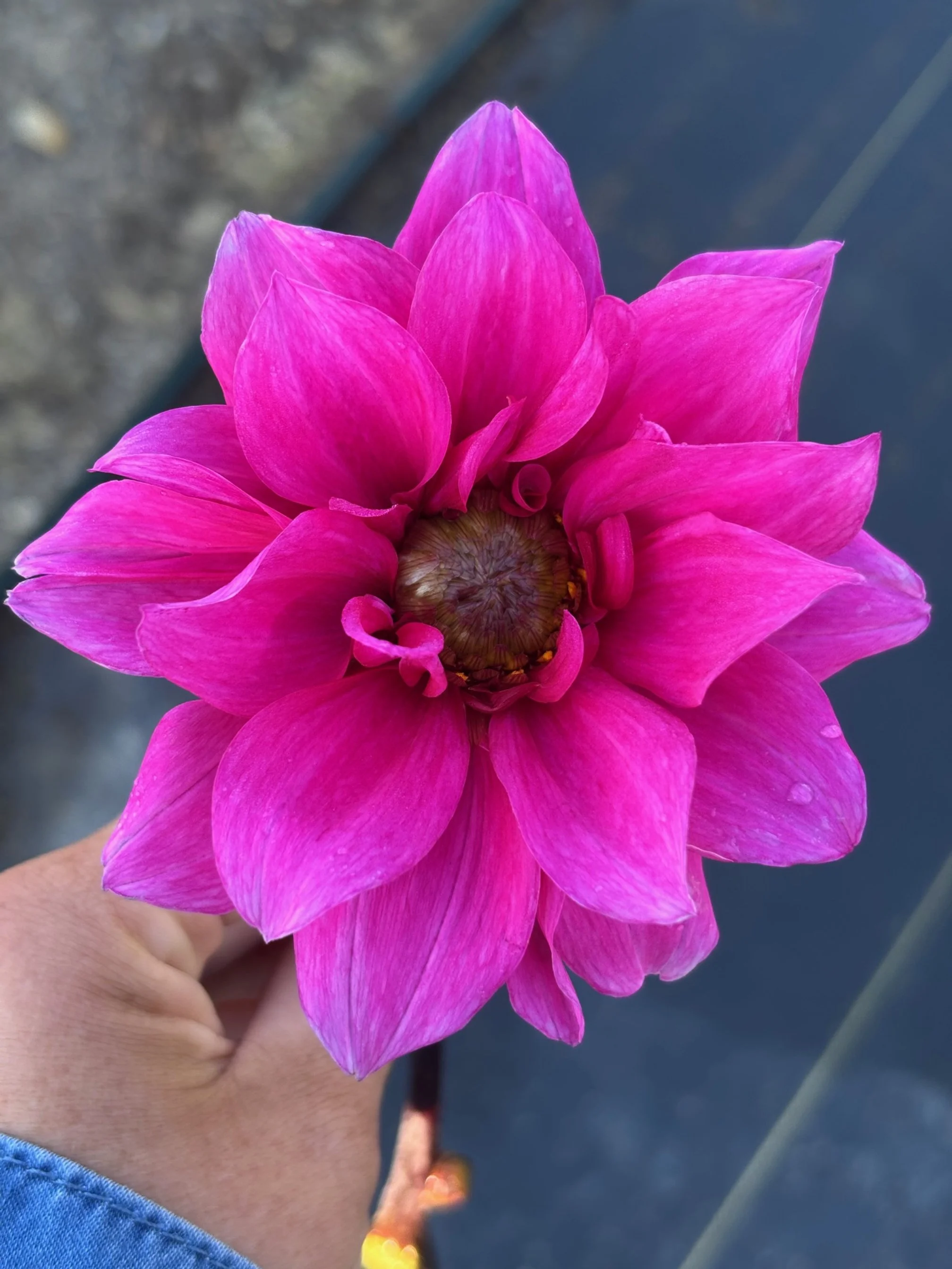 Fascination Dahlia Tuber: 2026 Spring Shipping