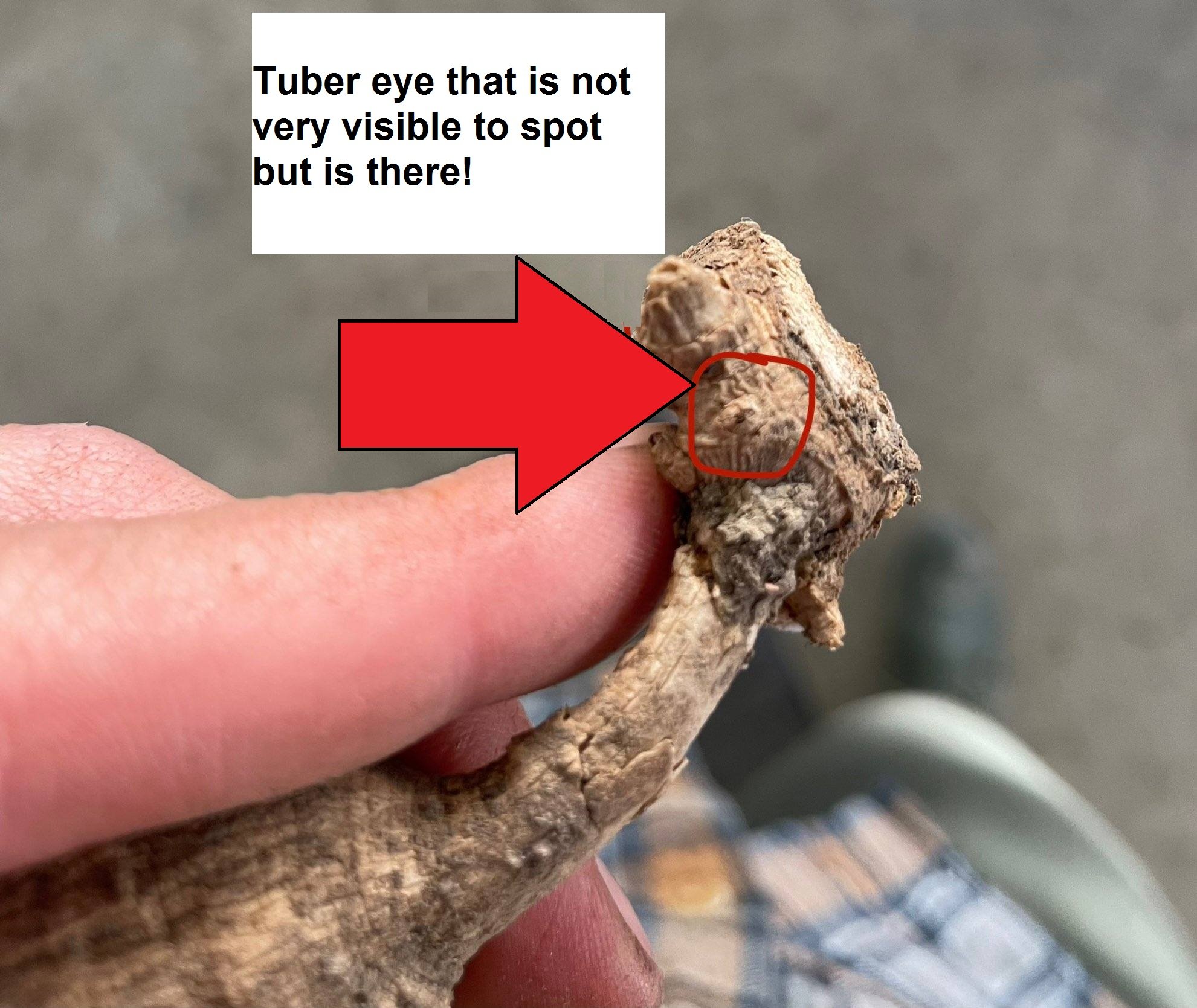 Dahlia Tuber Planting Instructions Red Twig Farms Dahlia Tuber Planting Instructions Red Twig Farms