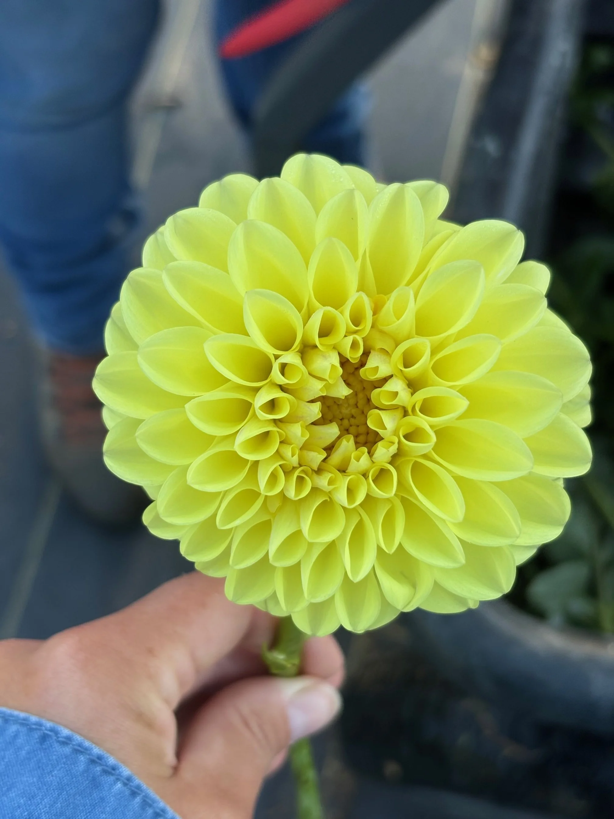 Jowey Martina Dahlia Tuber: 2026 Spring Shipping