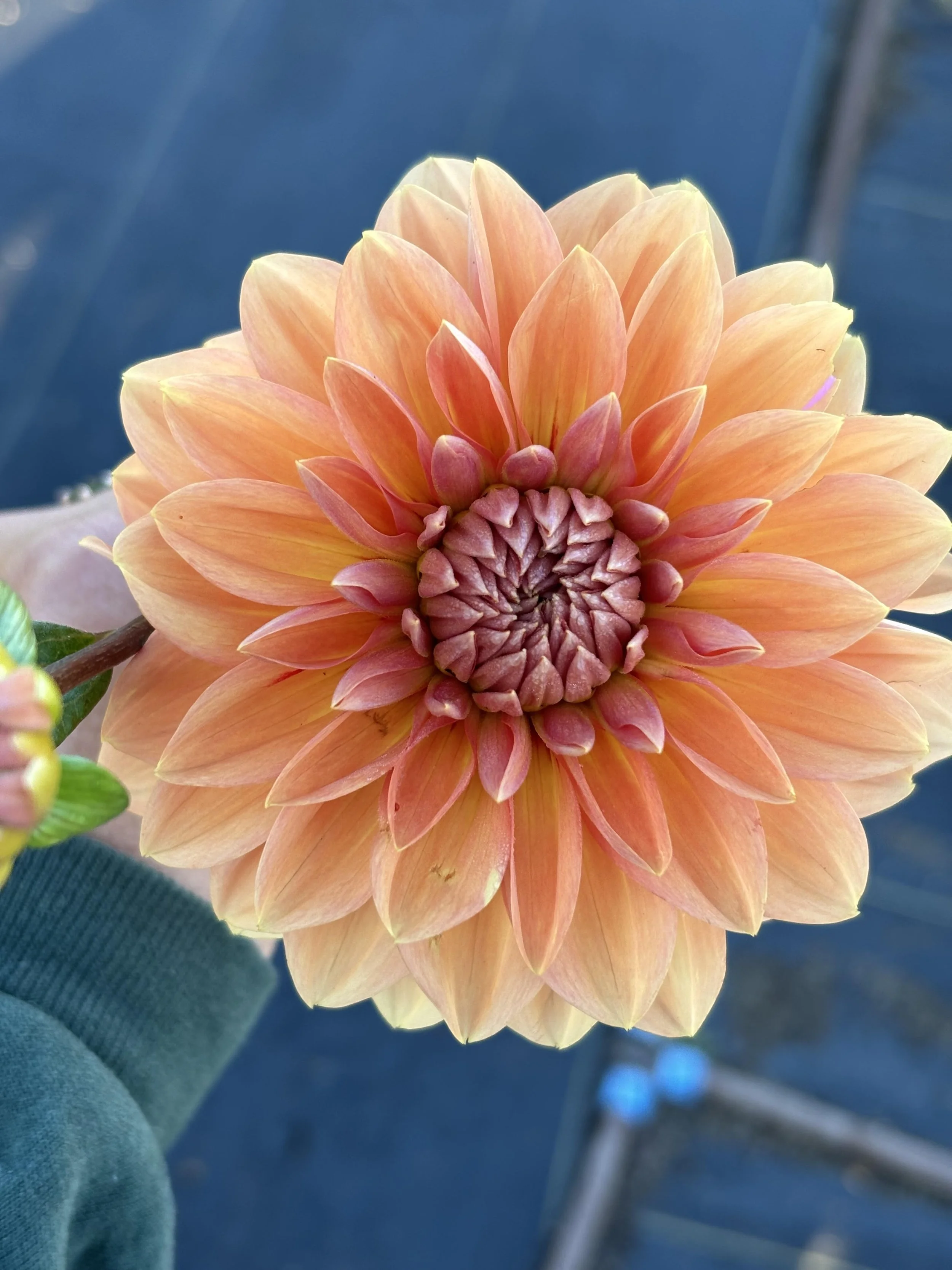 Nicholas Dahlia Tuber: 2026 Spring Shipping