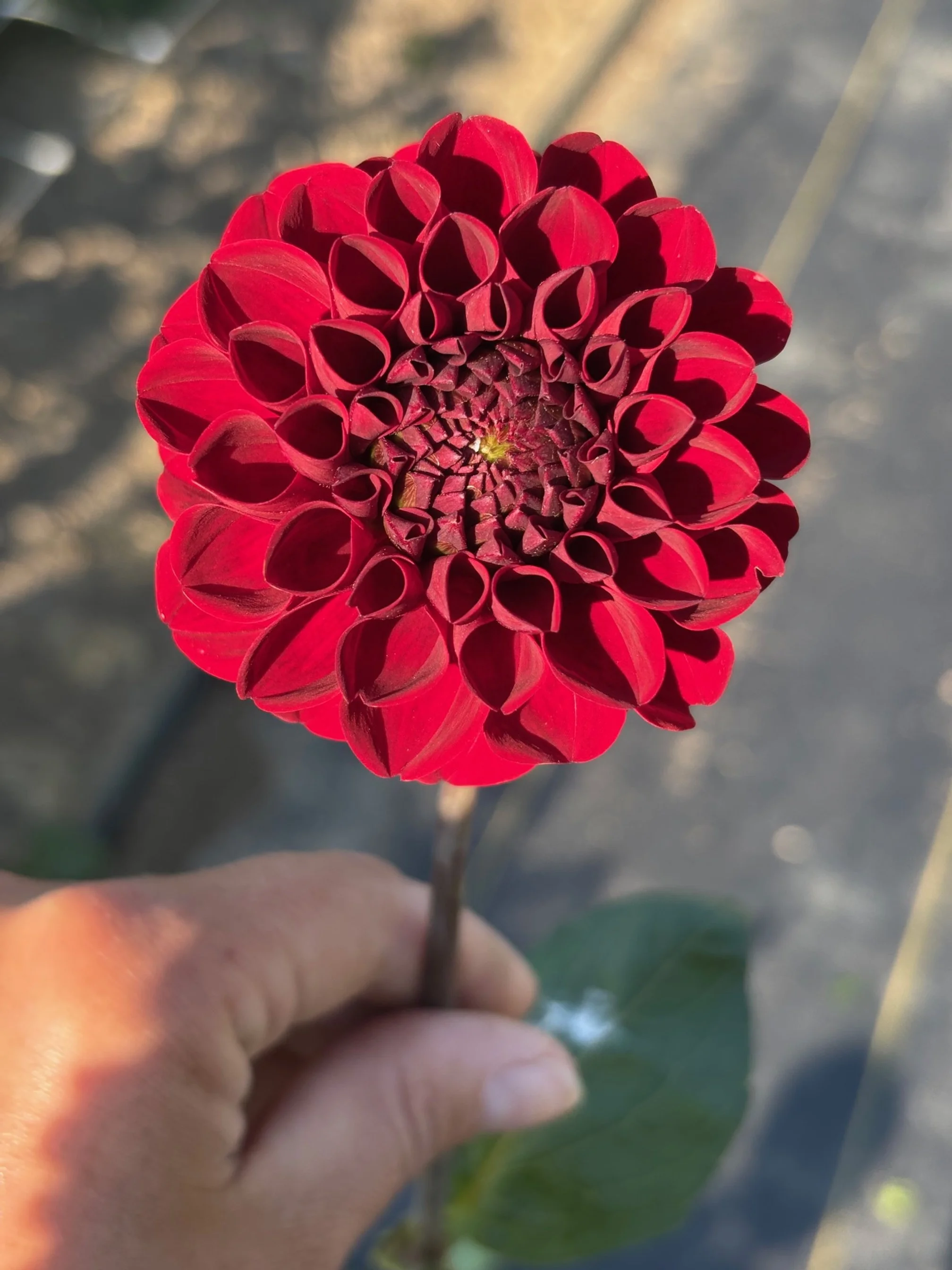 Jowey Mirella Dahlia Tuber: 2026 Spring Shipping