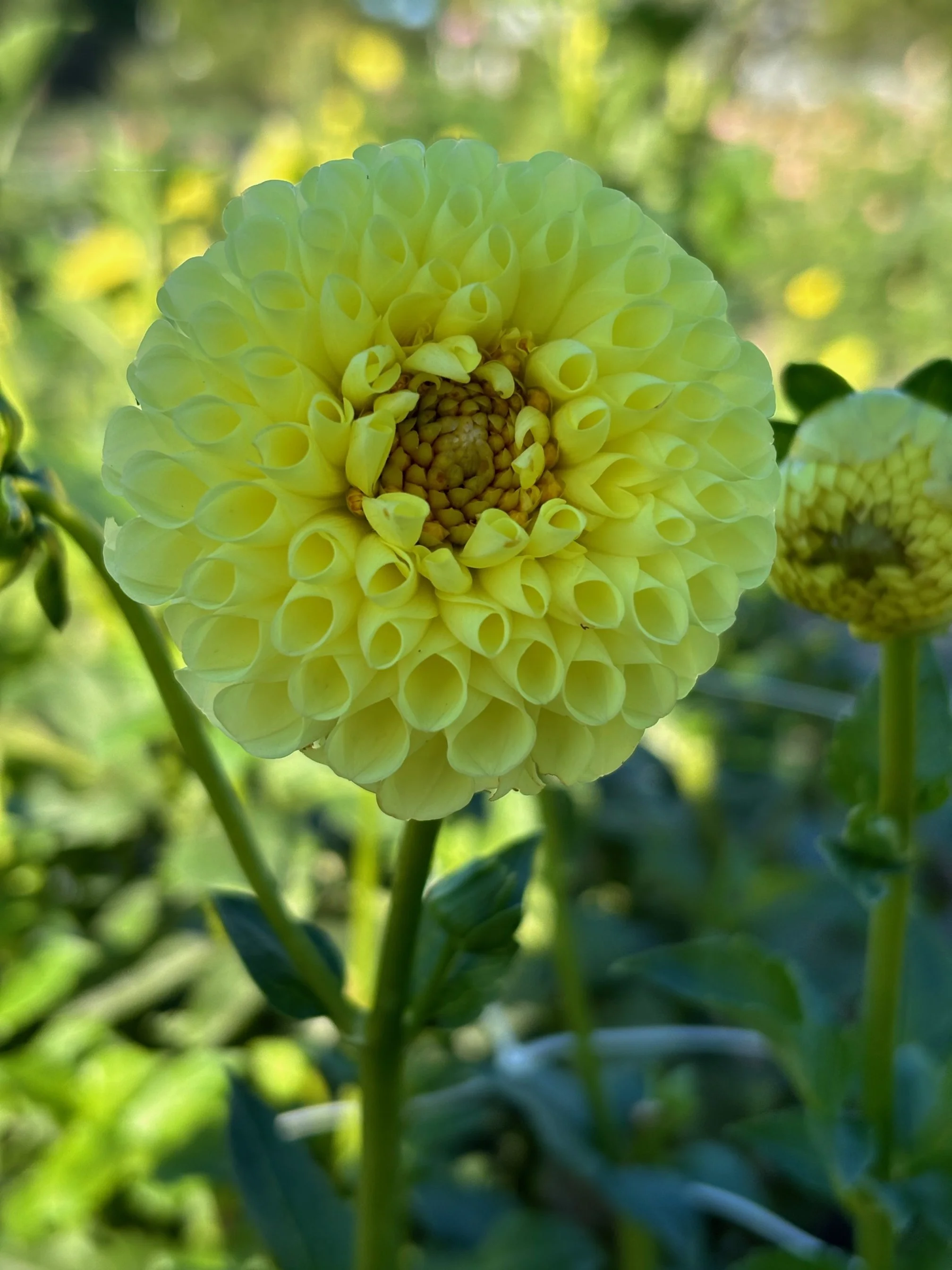 Clearview Daniel Dahlia Tuber: 2026 Spring Shipping