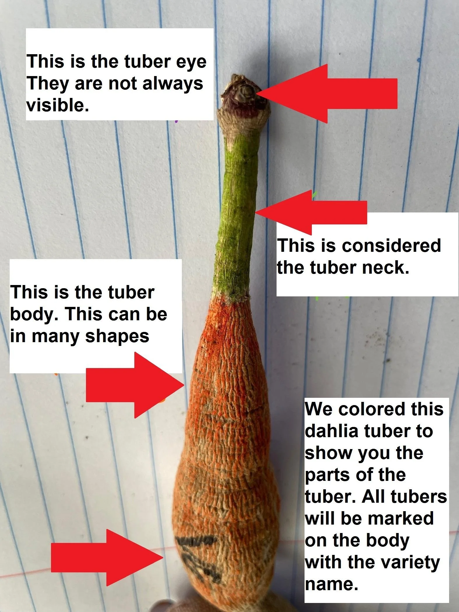Dahlia Tuber Planting Instructions — Red Twig Farms