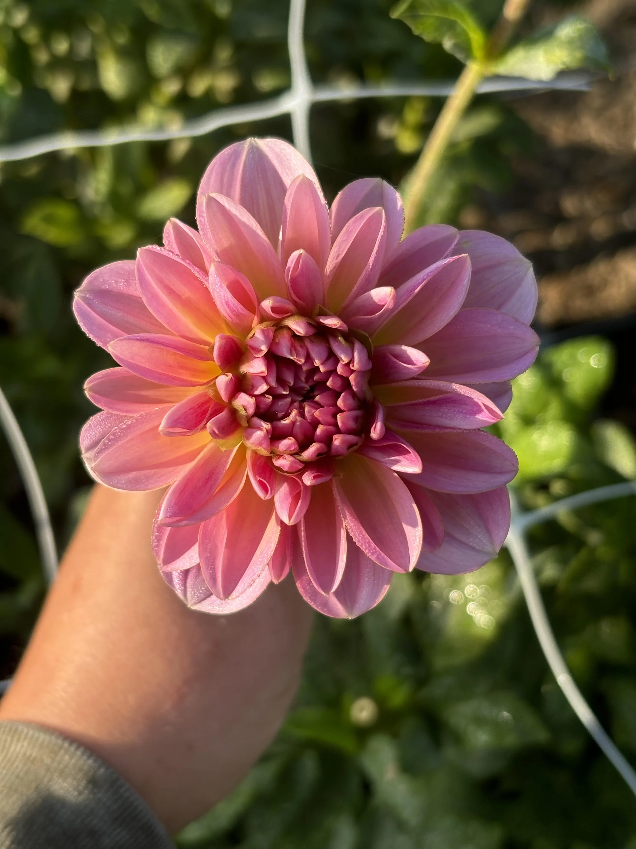 Southern Belle Dahlia Tuber: 2026 Spring Shipping