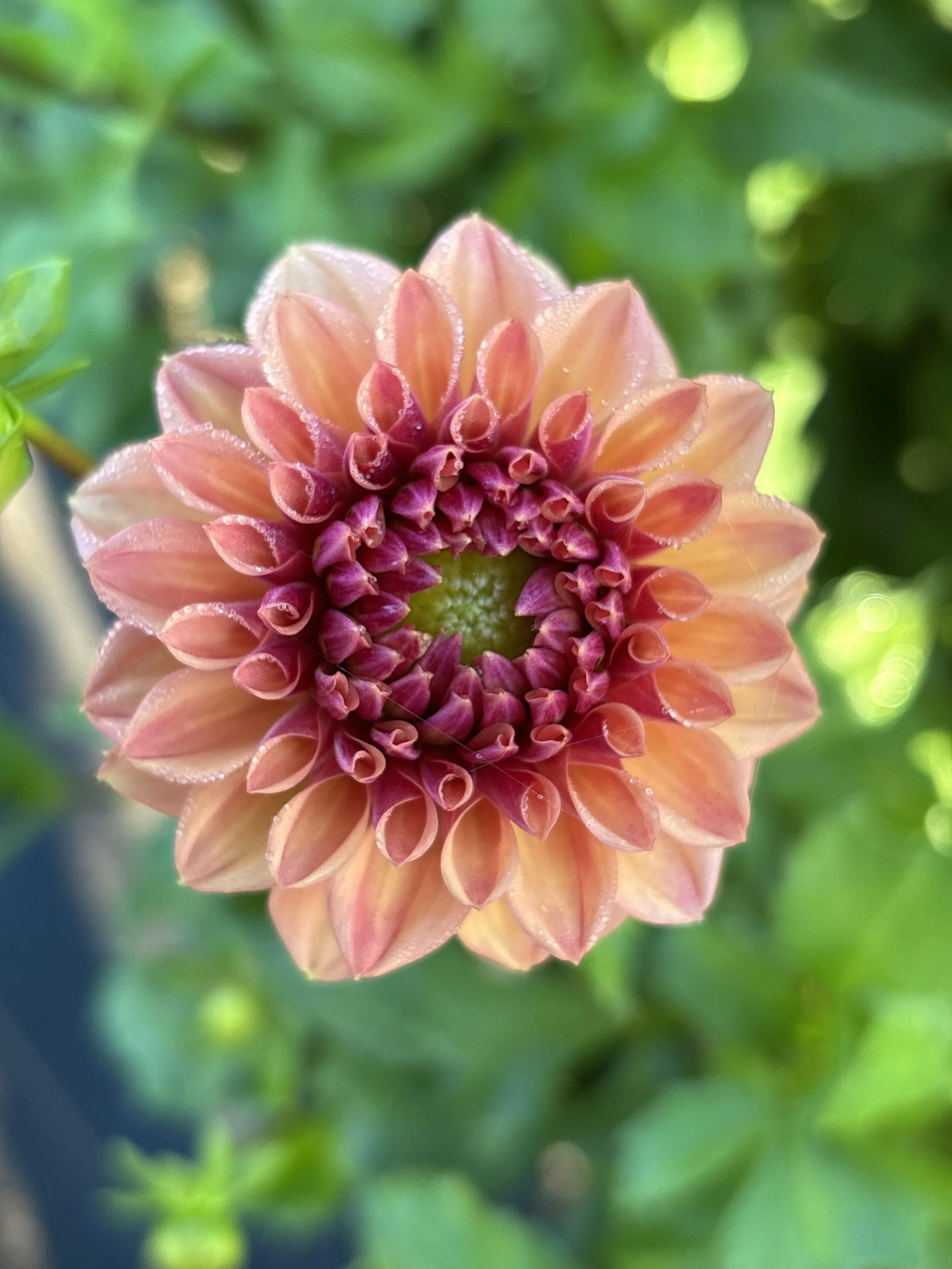 Iced Tea Dahlia Tuber: 2026 Spring Shipping