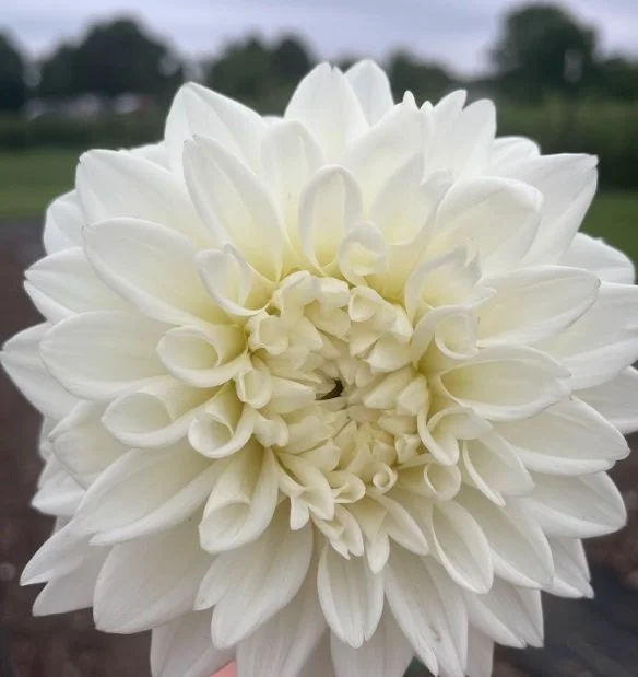 Mt. Hood Dahlia Tuber: 2026 Spring Shipping