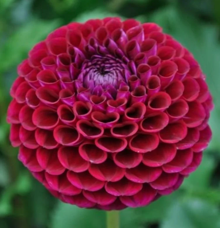 Ivanetti Dahlia Tuber: 2026 Spring Shipping