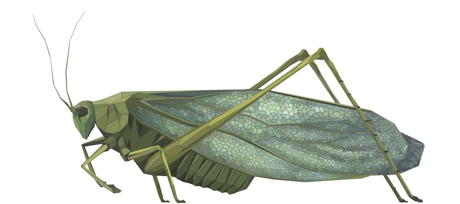 katydid+card+4+x+9+.jpeg