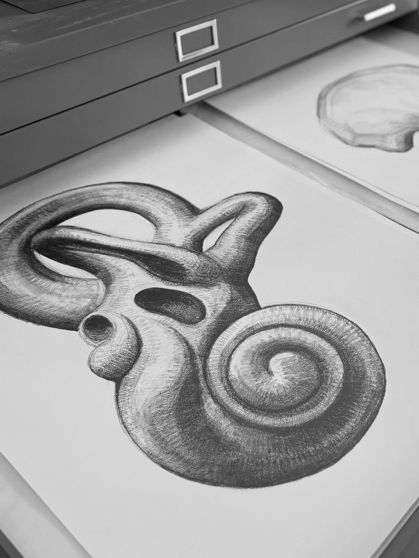 Cochlea
Graphite on Paper, 22&rdquo; x 30&rdquo;

The year of the pencil for me 🩶🐚