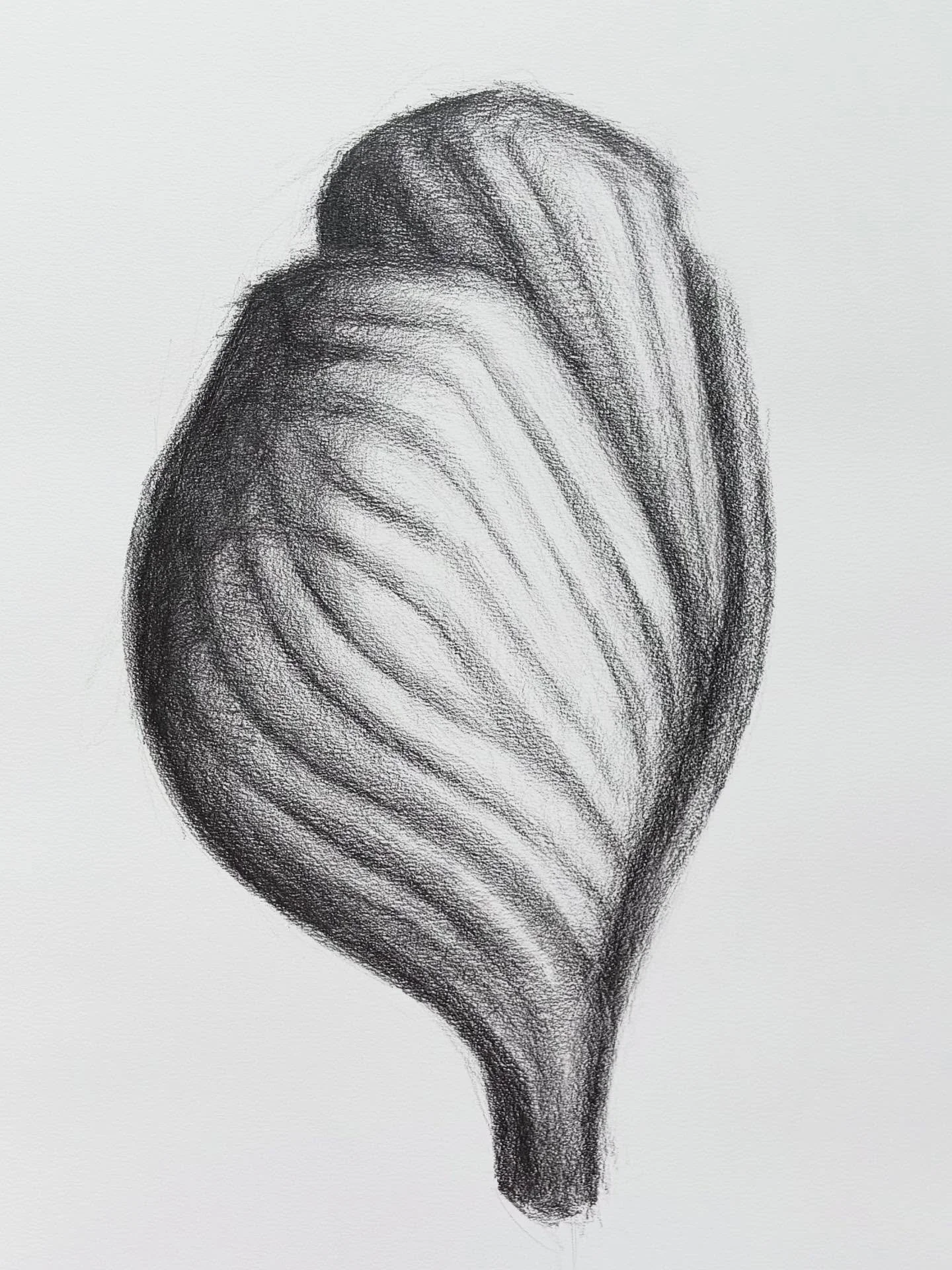 Gluteus Maximus, Medius, and Minimus
Graphite on Paper, 22&rdquo; x 30&rdquo;

New drawings listed online🌻