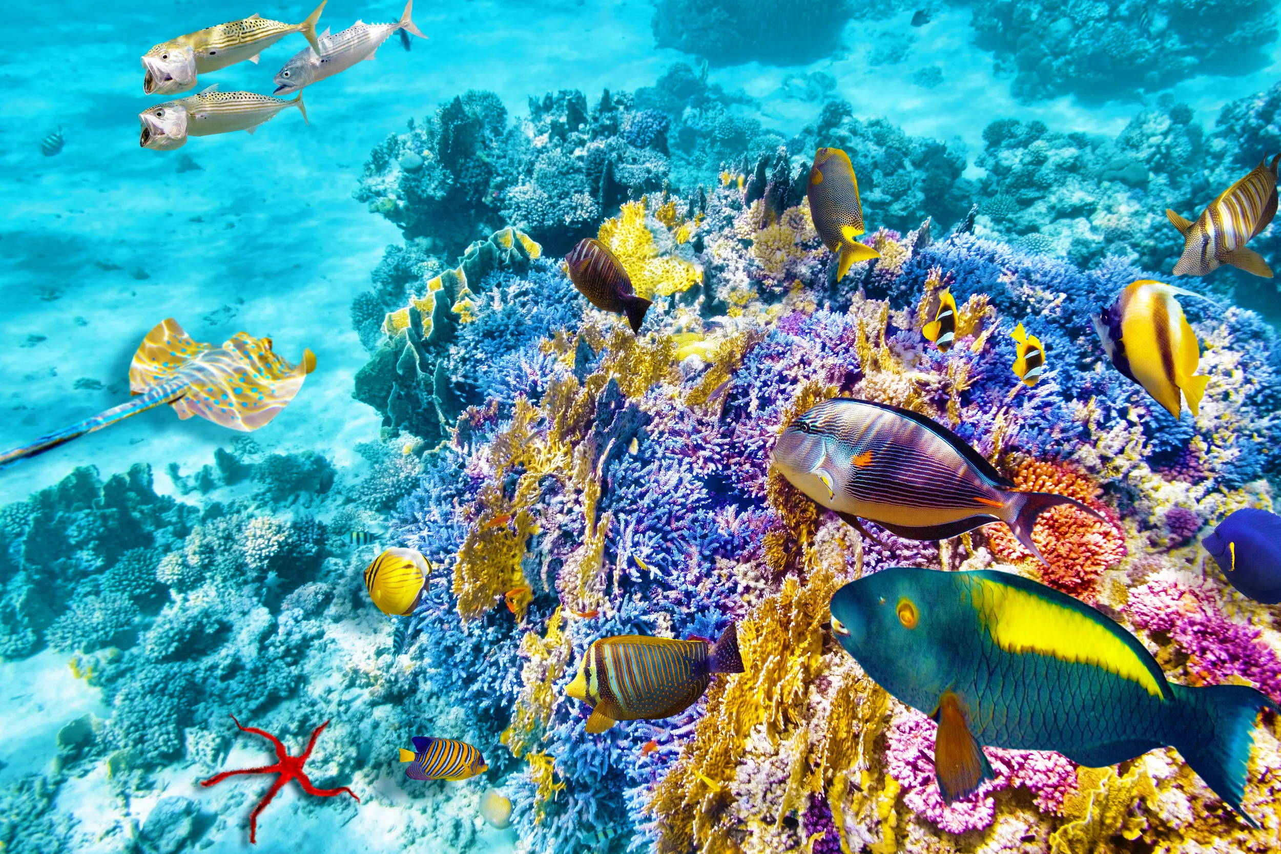 Aquatic