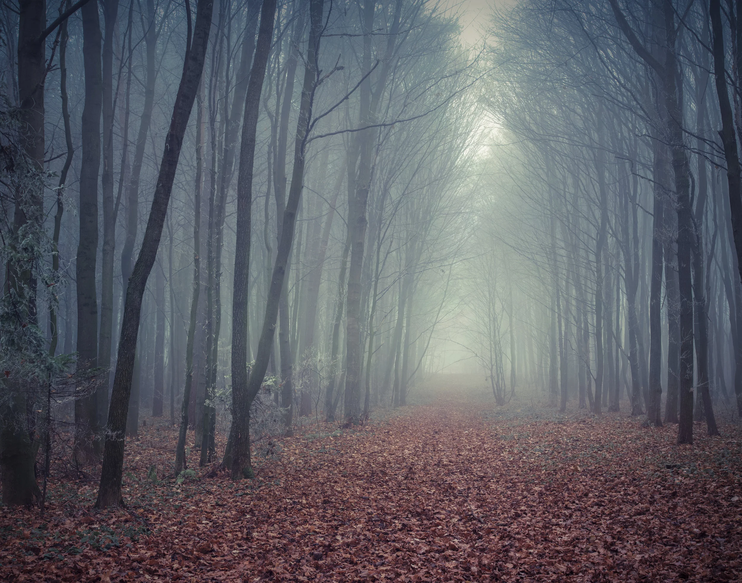 Into The Woods 2