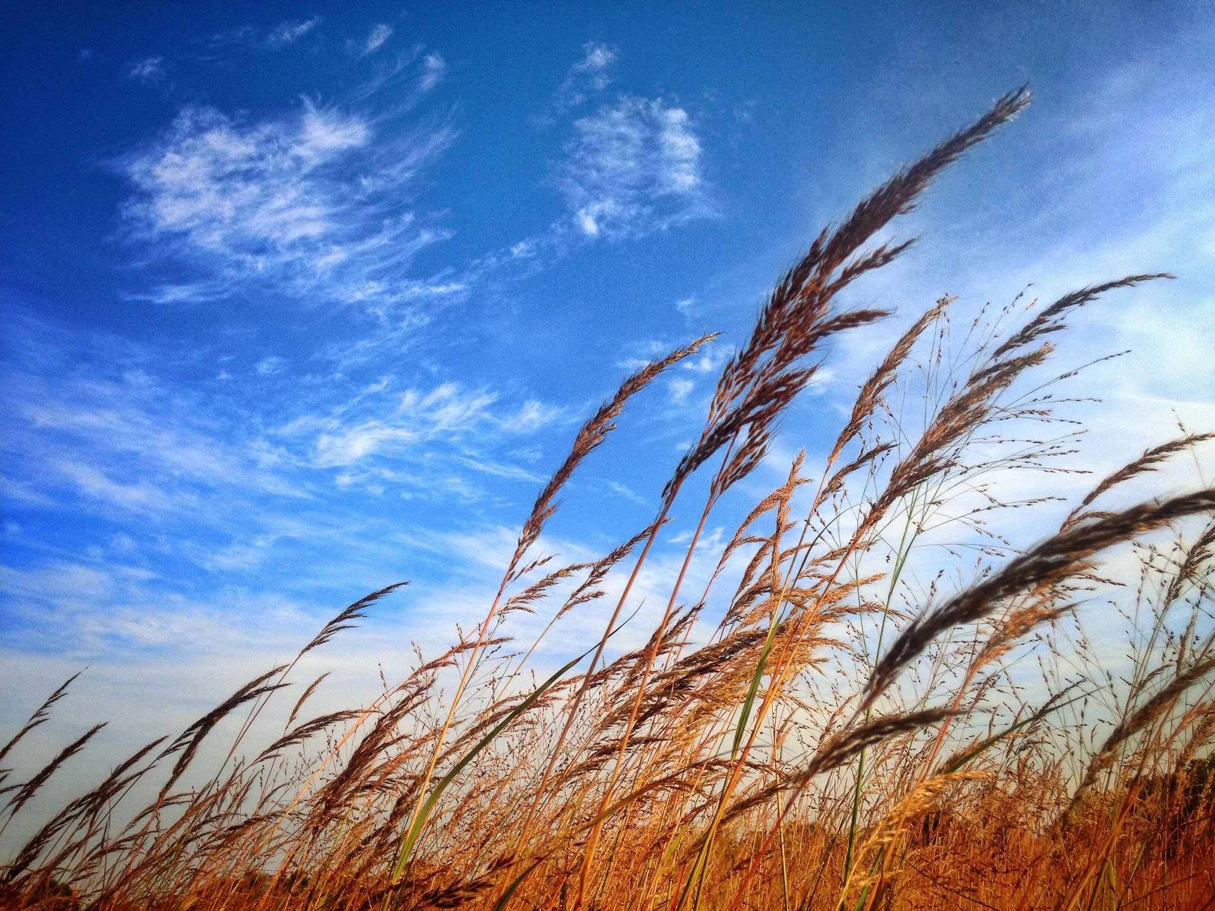 Any Way The Wind Blows