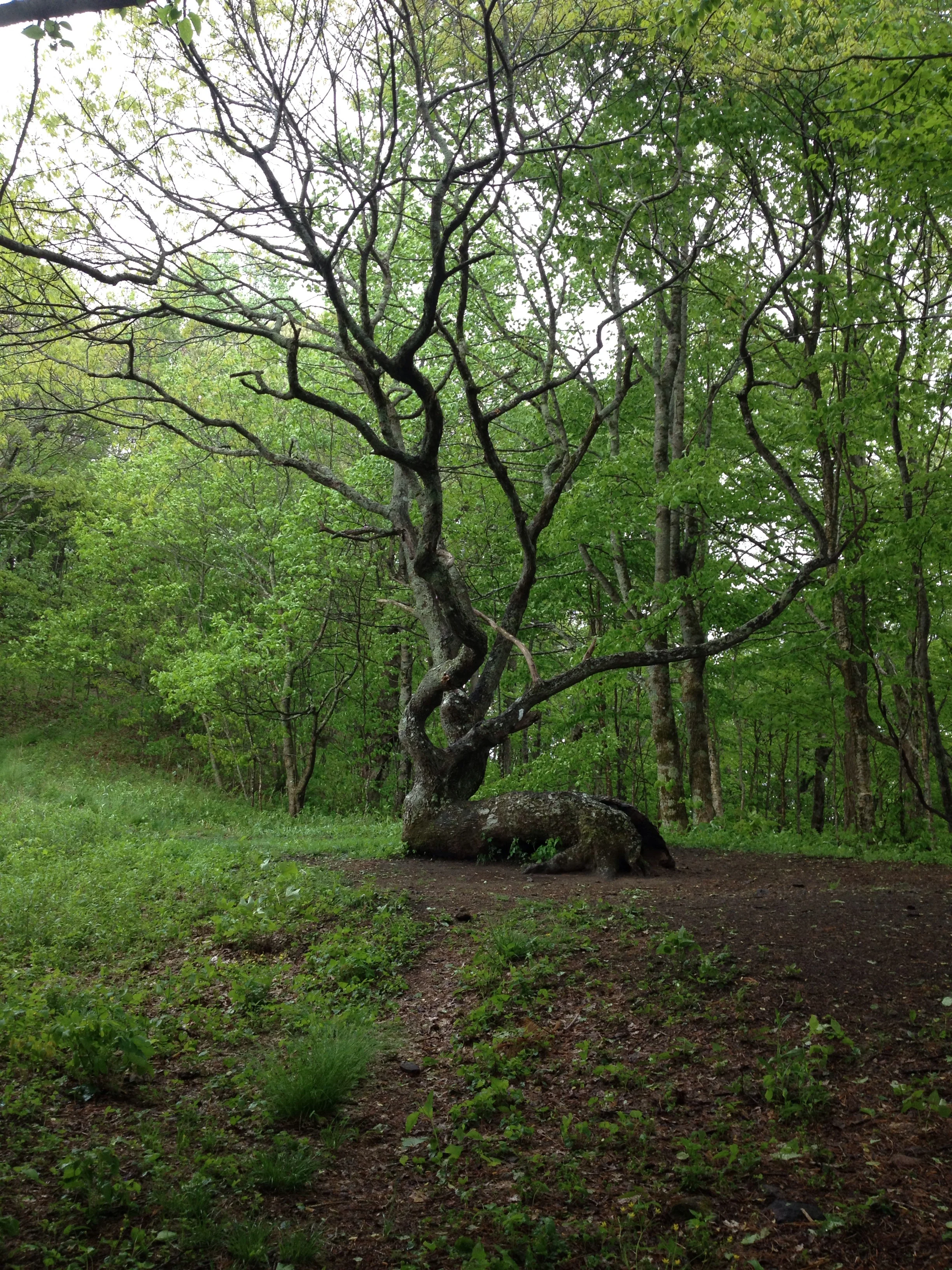 This tree greets anyone brave enough to climb out of Georgia.