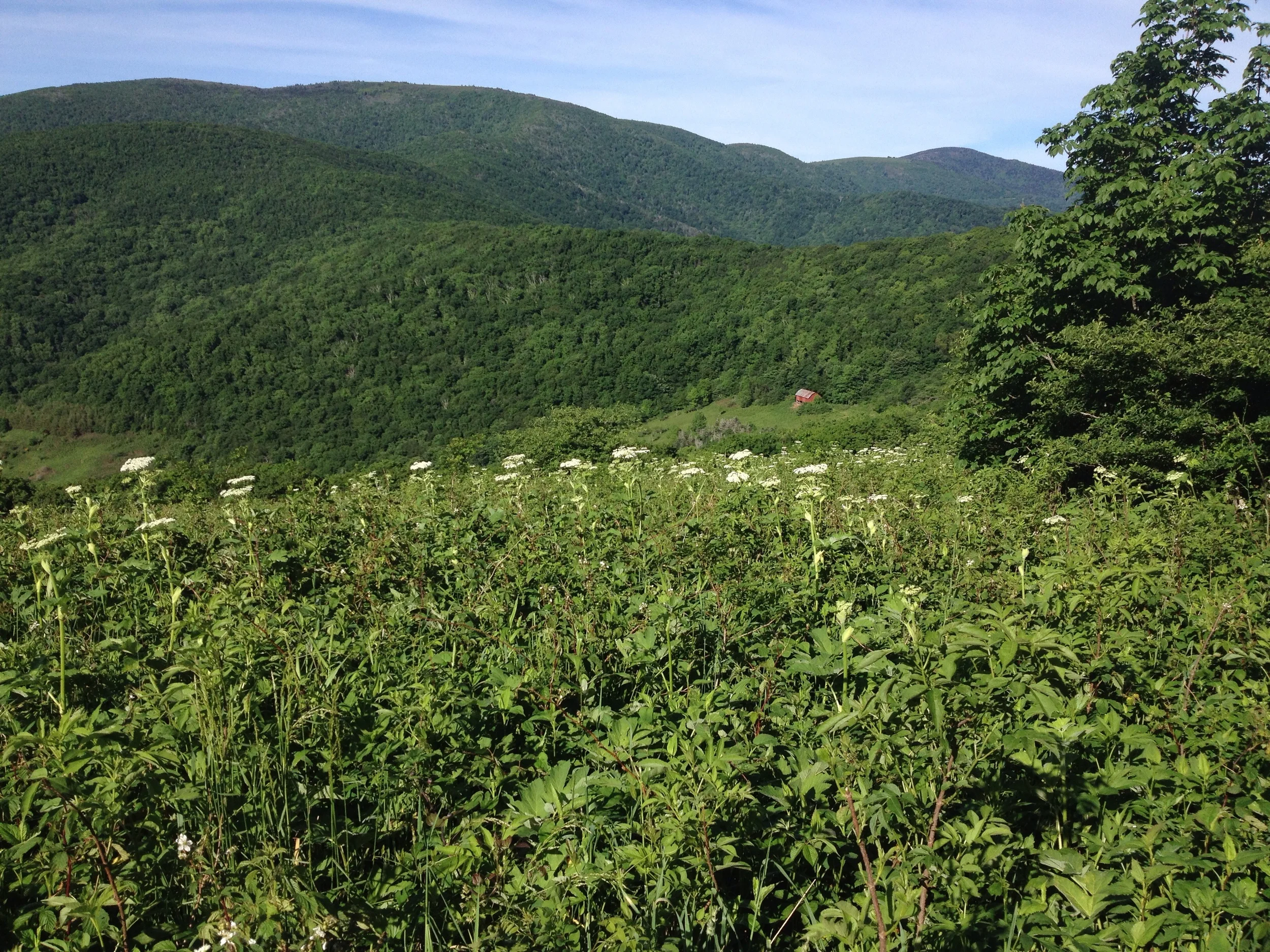 Overmountain Shelter in the distance