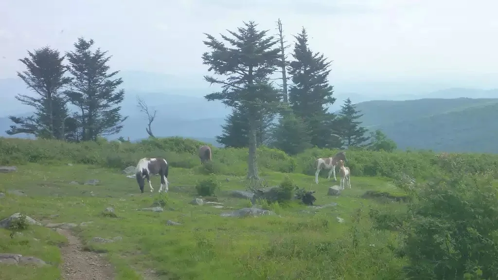 Wild ponies at Grayson Highlands