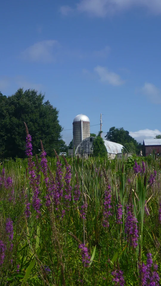 New York Farm