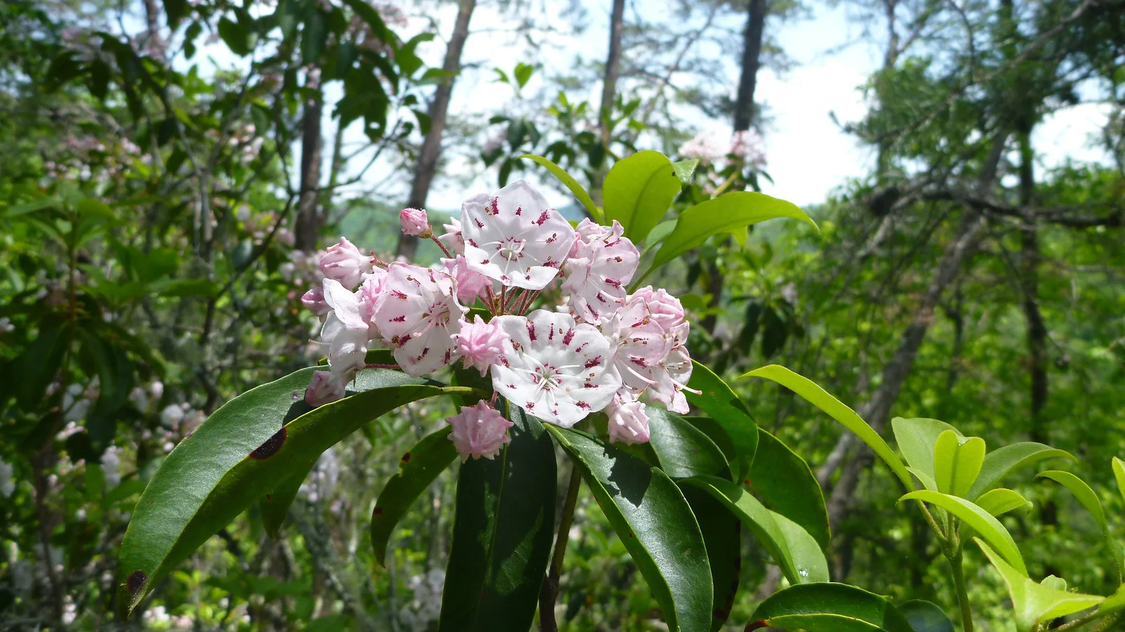 Mountain Laurel