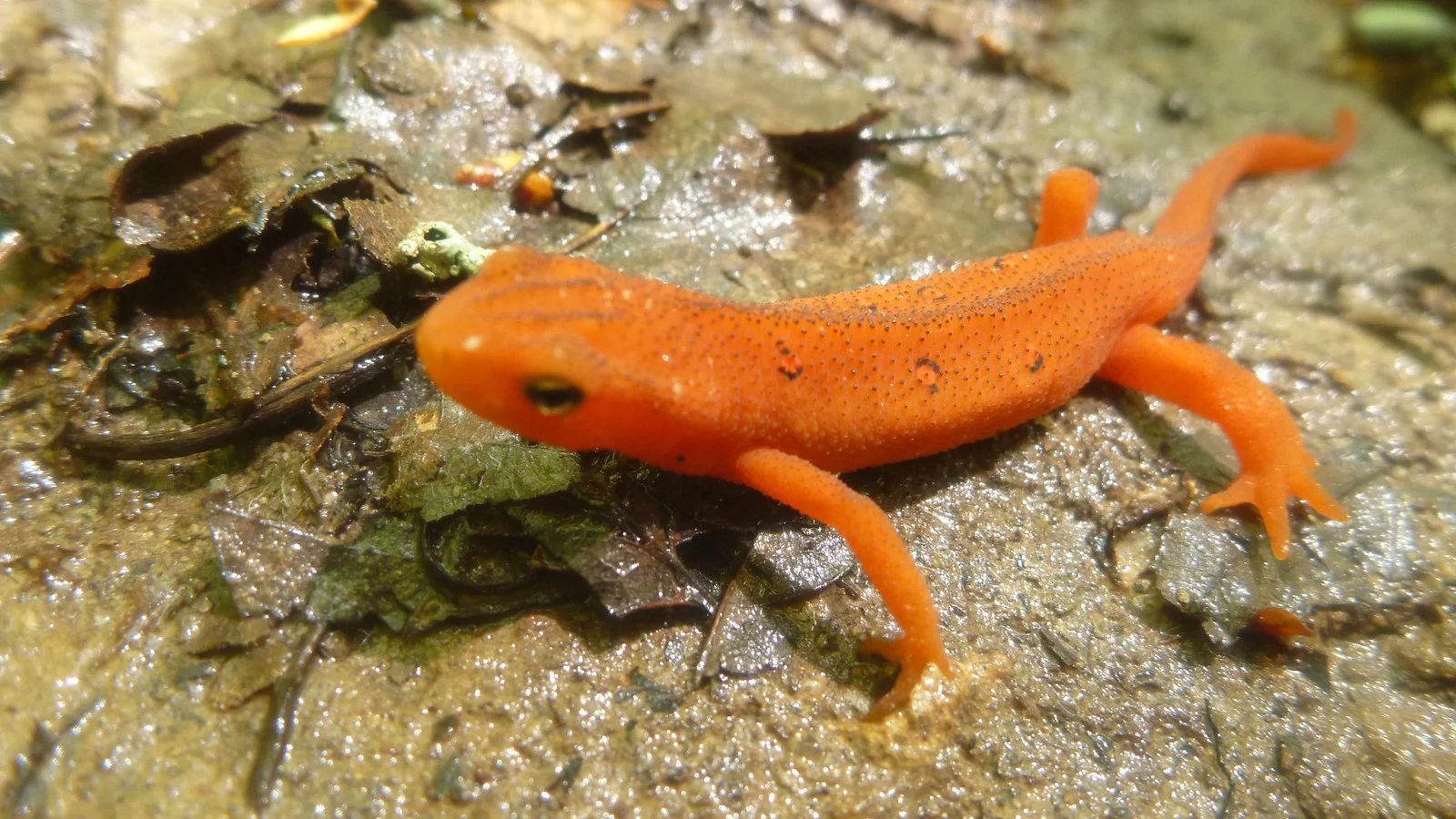 Red Eft