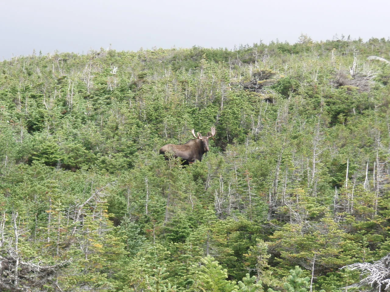 Moose encounter
