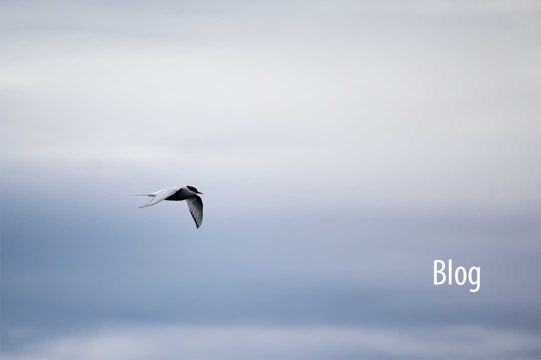Blog Header.jpg