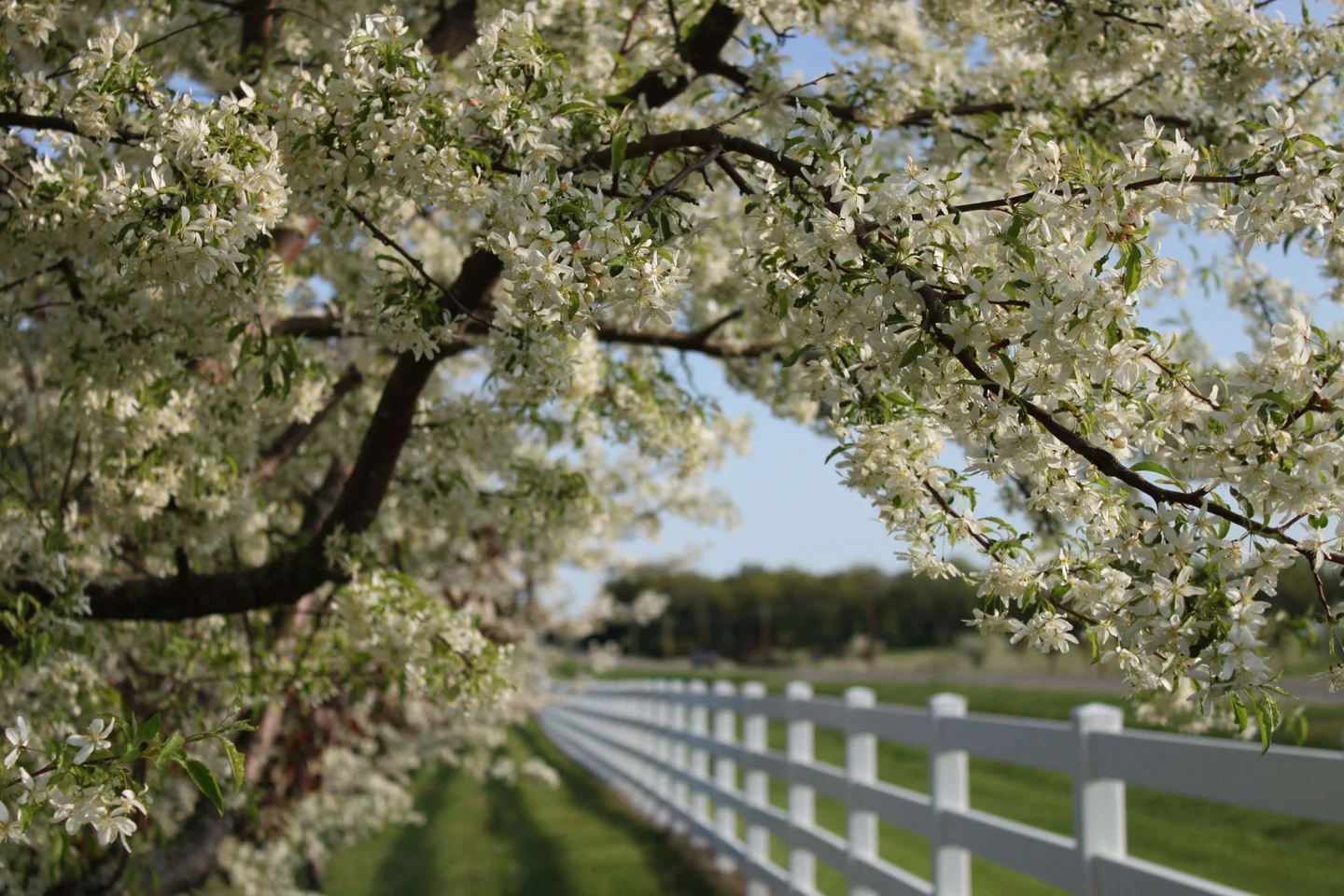 Apple-Bloom.jpg
