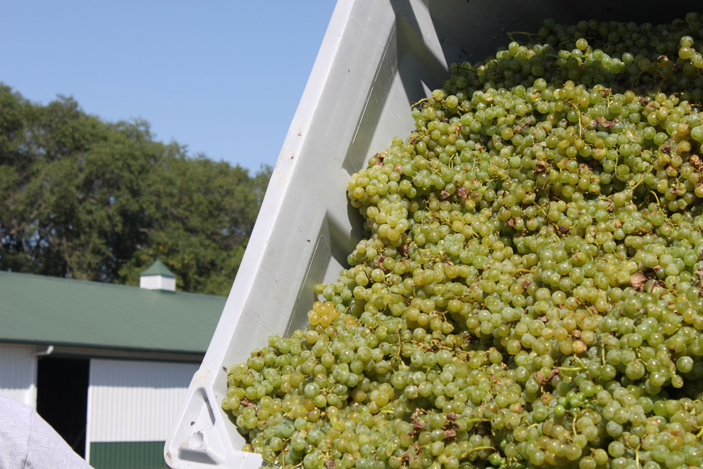 Grape-Processing-1.jpg