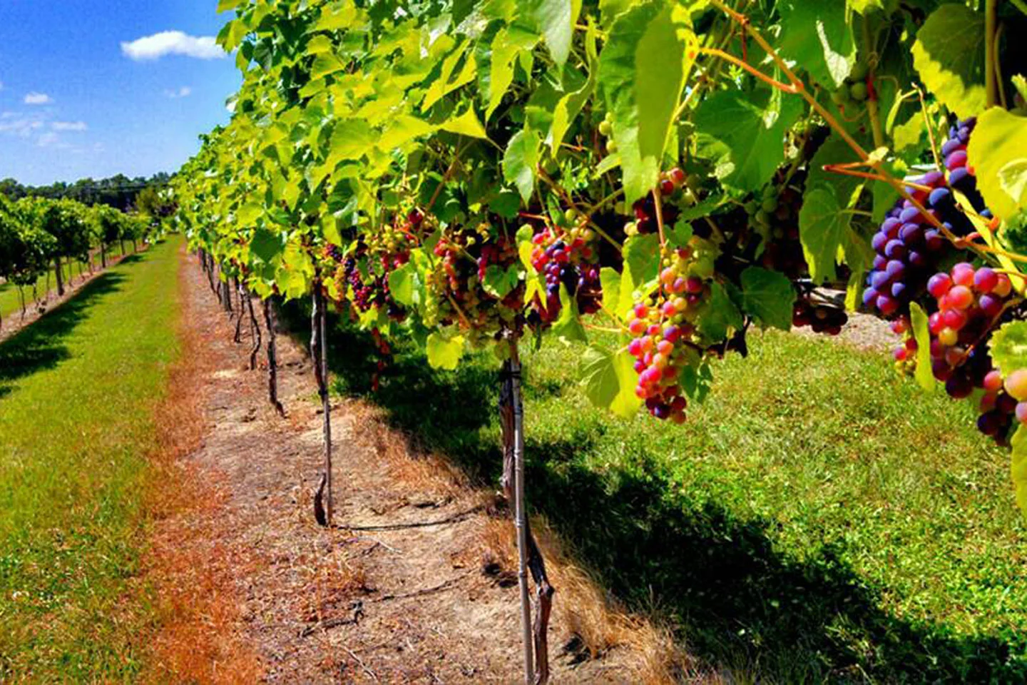 Vineyard-1.jpg