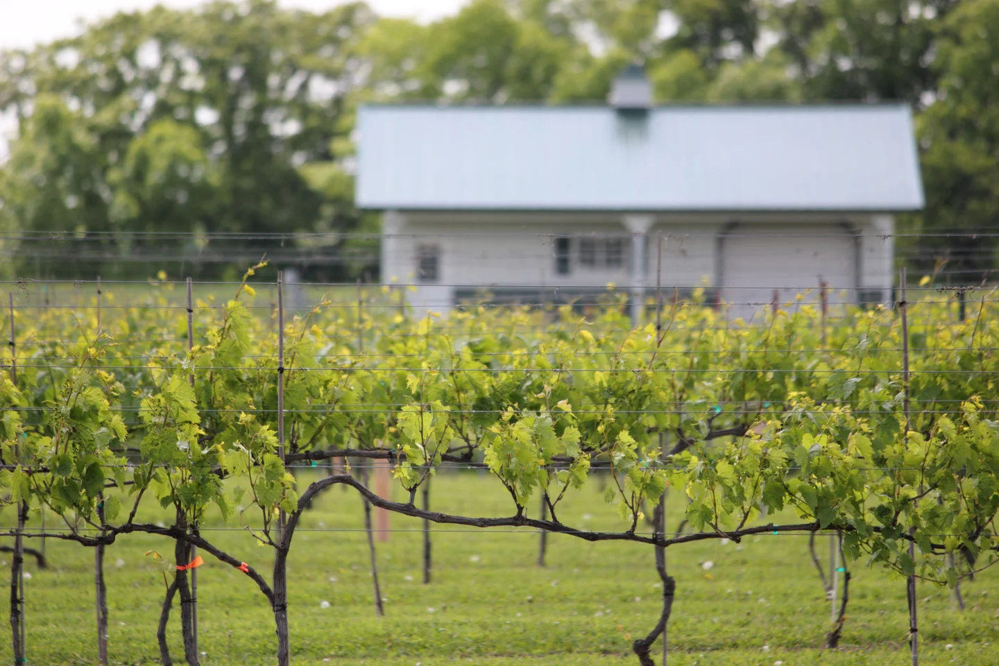 Vineyard-4.jpg