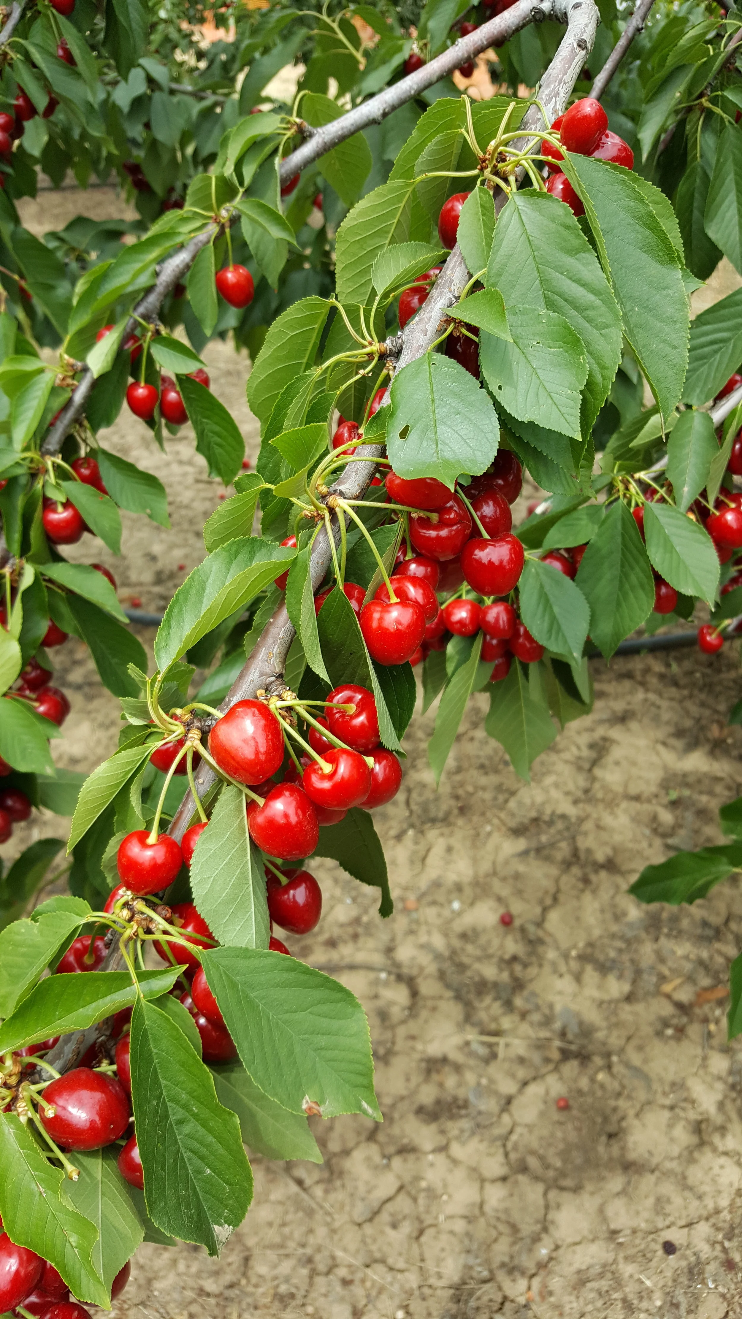 cherries.jpg