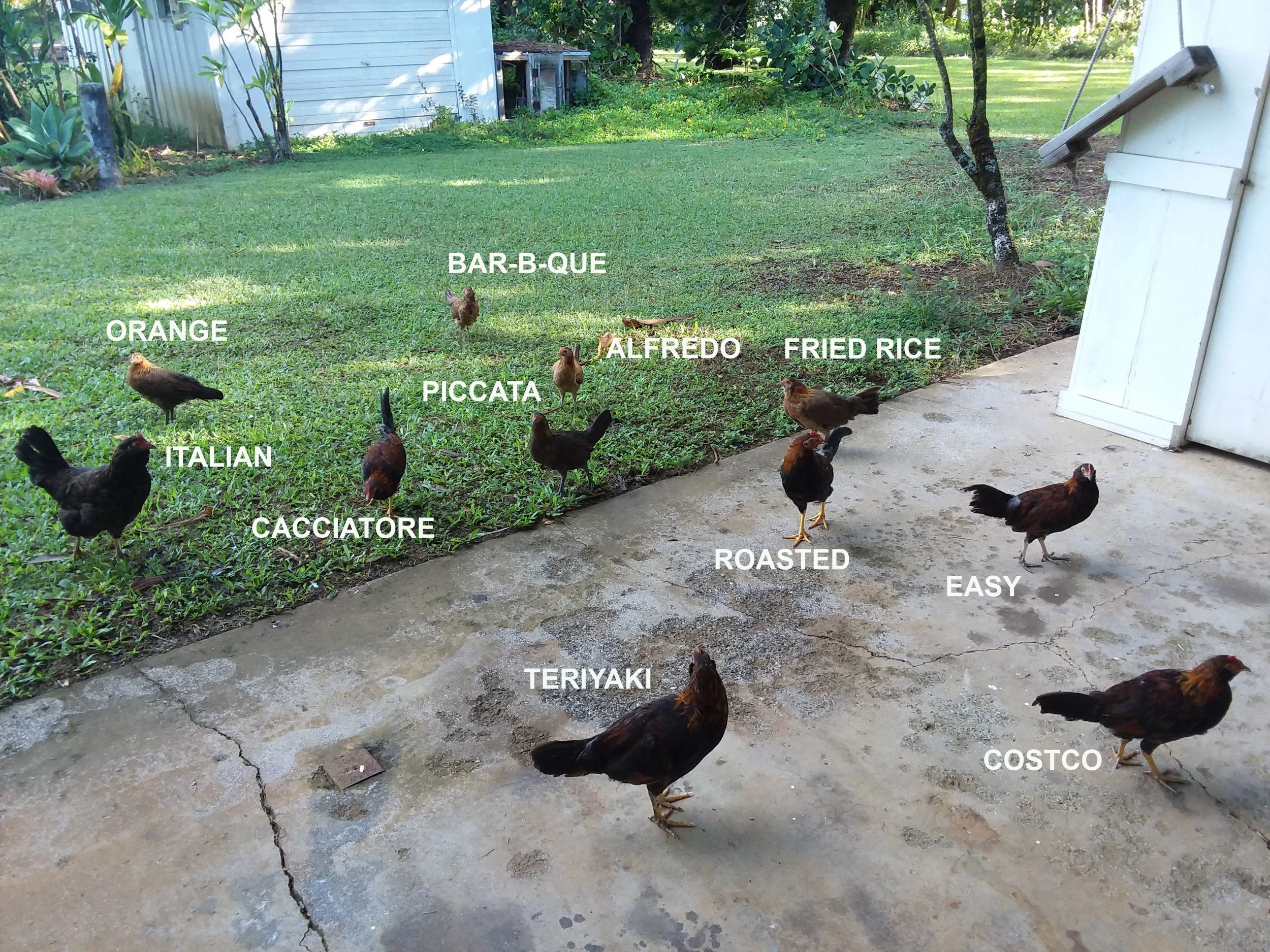 CHICKEN DINNER.jpg
