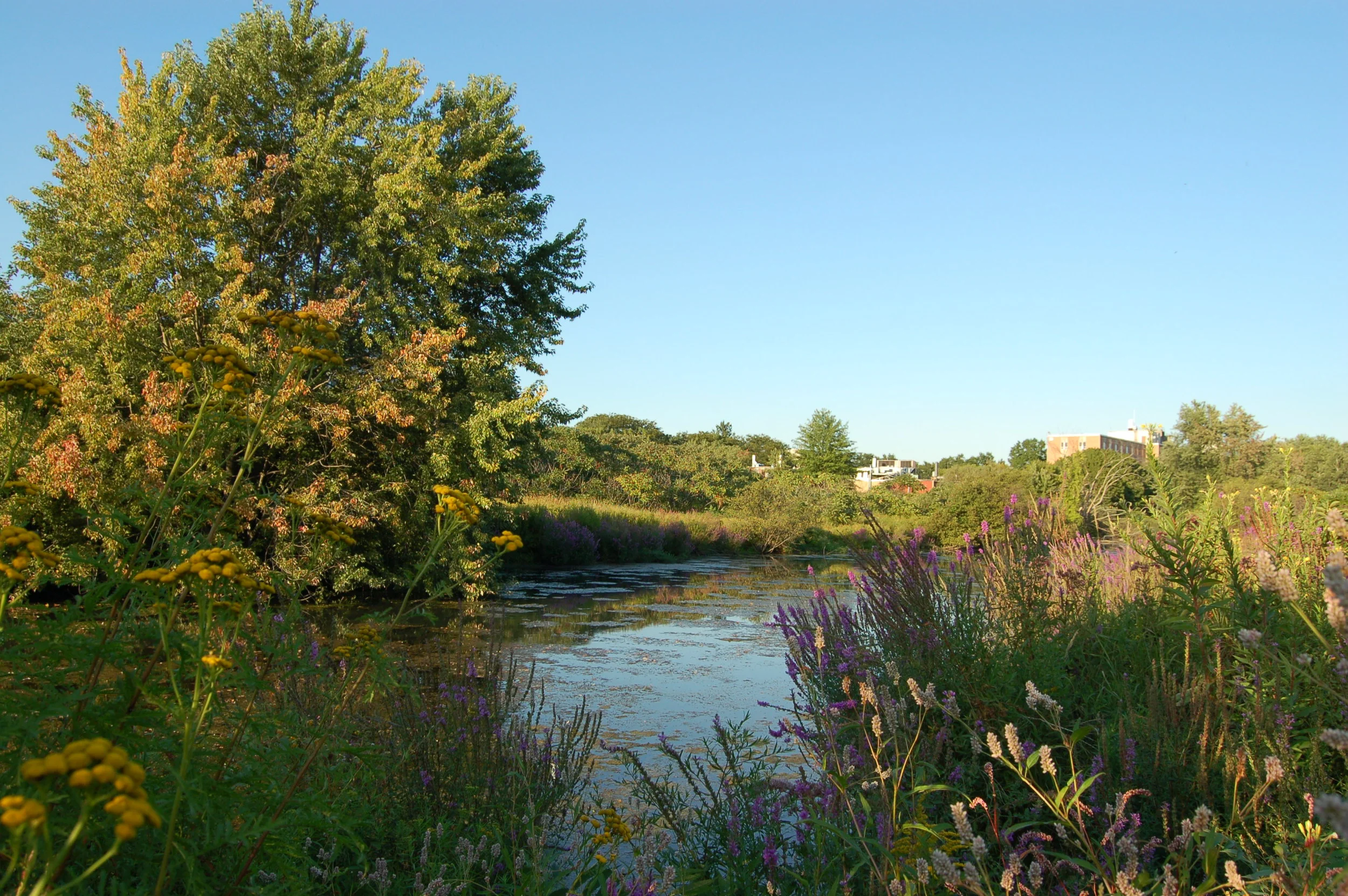 Broad Brook Meadow
