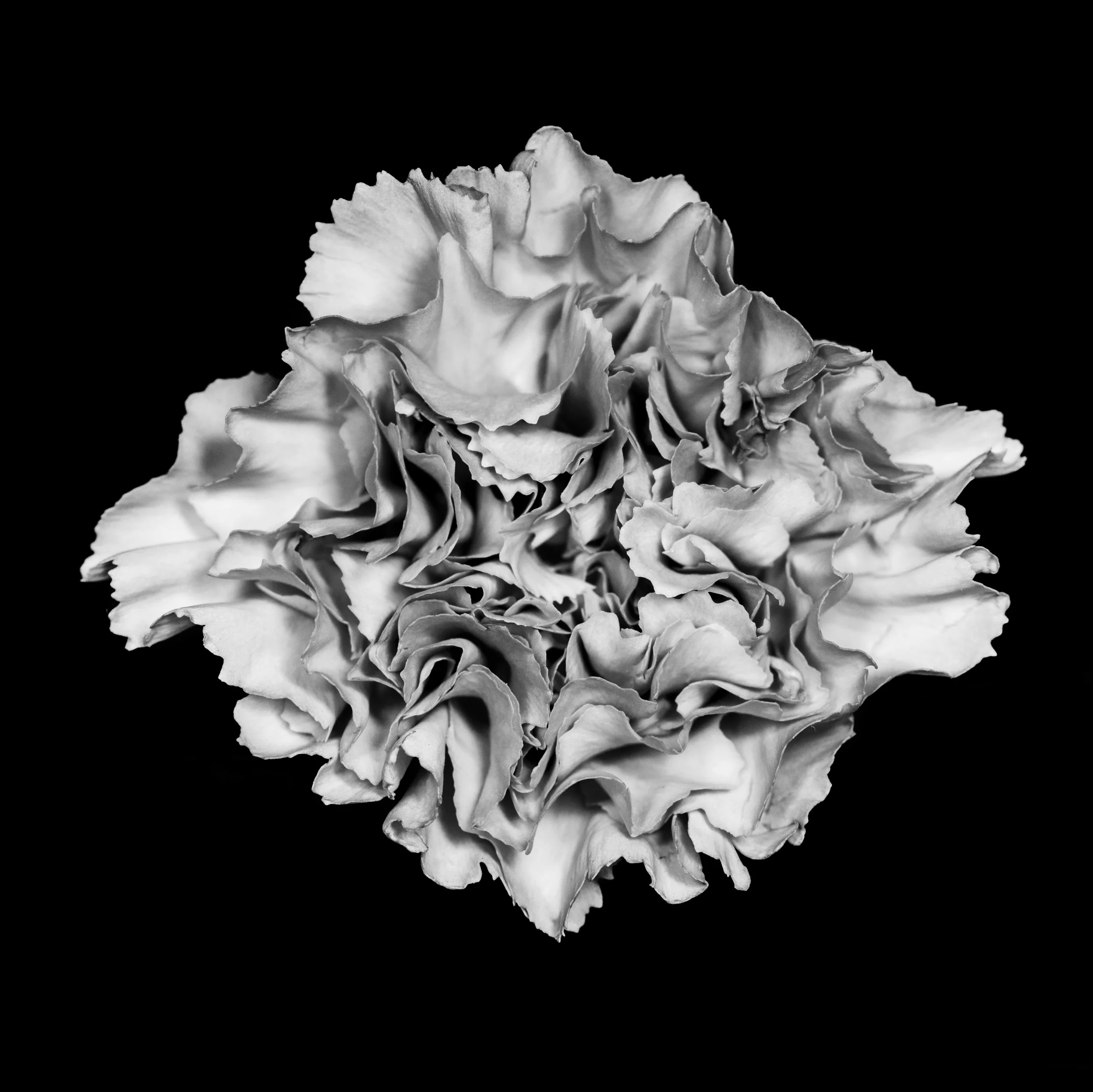 Flower2.jpg