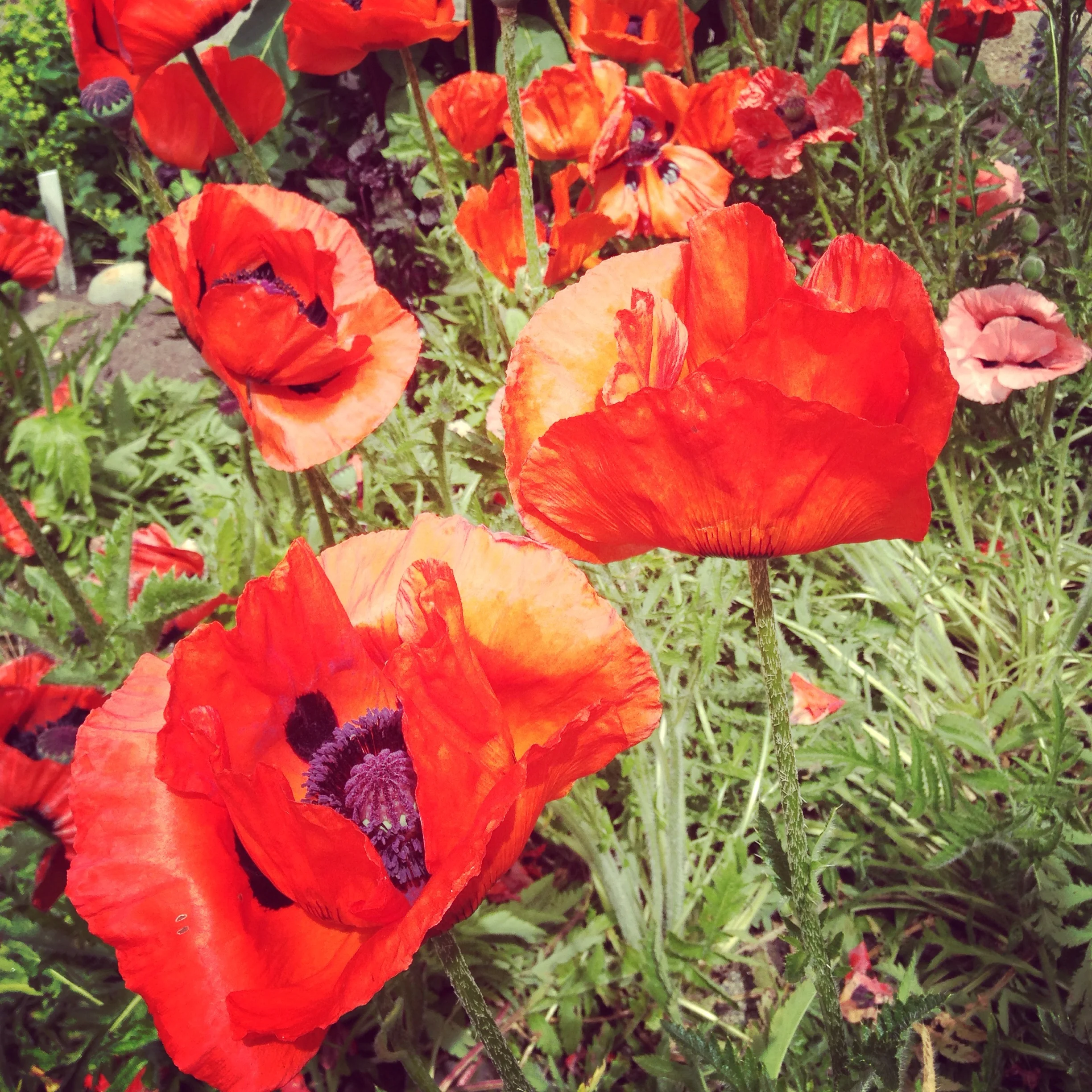 Poppies in Seattle