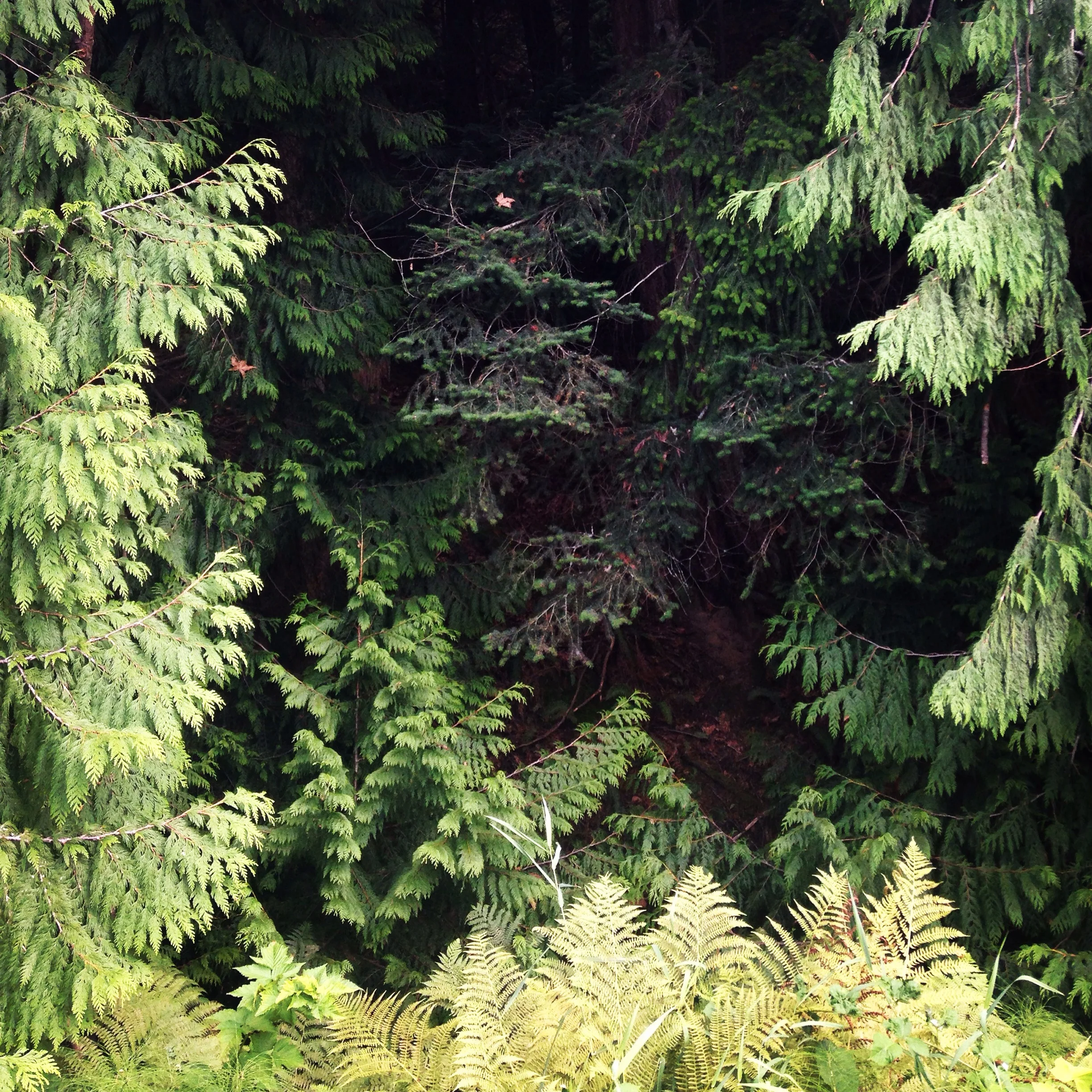Woods at Lake Whatcom