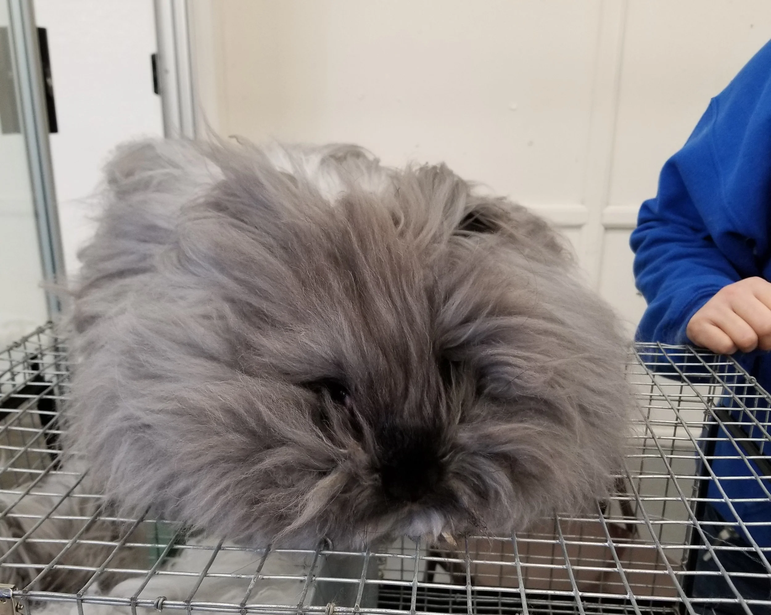 This is Chillin, an English angora buck. He is ready for a trim.