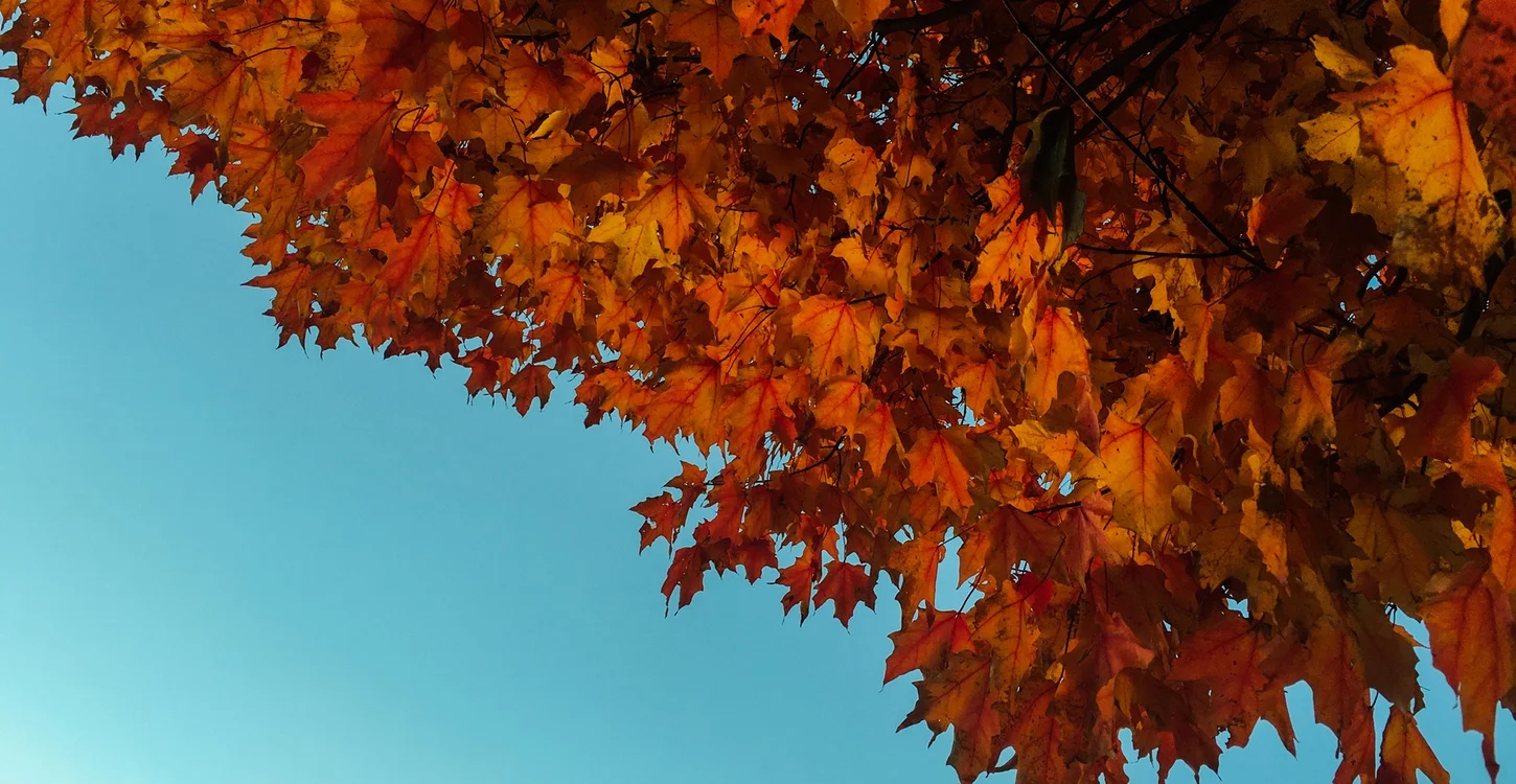 We have a lot to be thankful for!