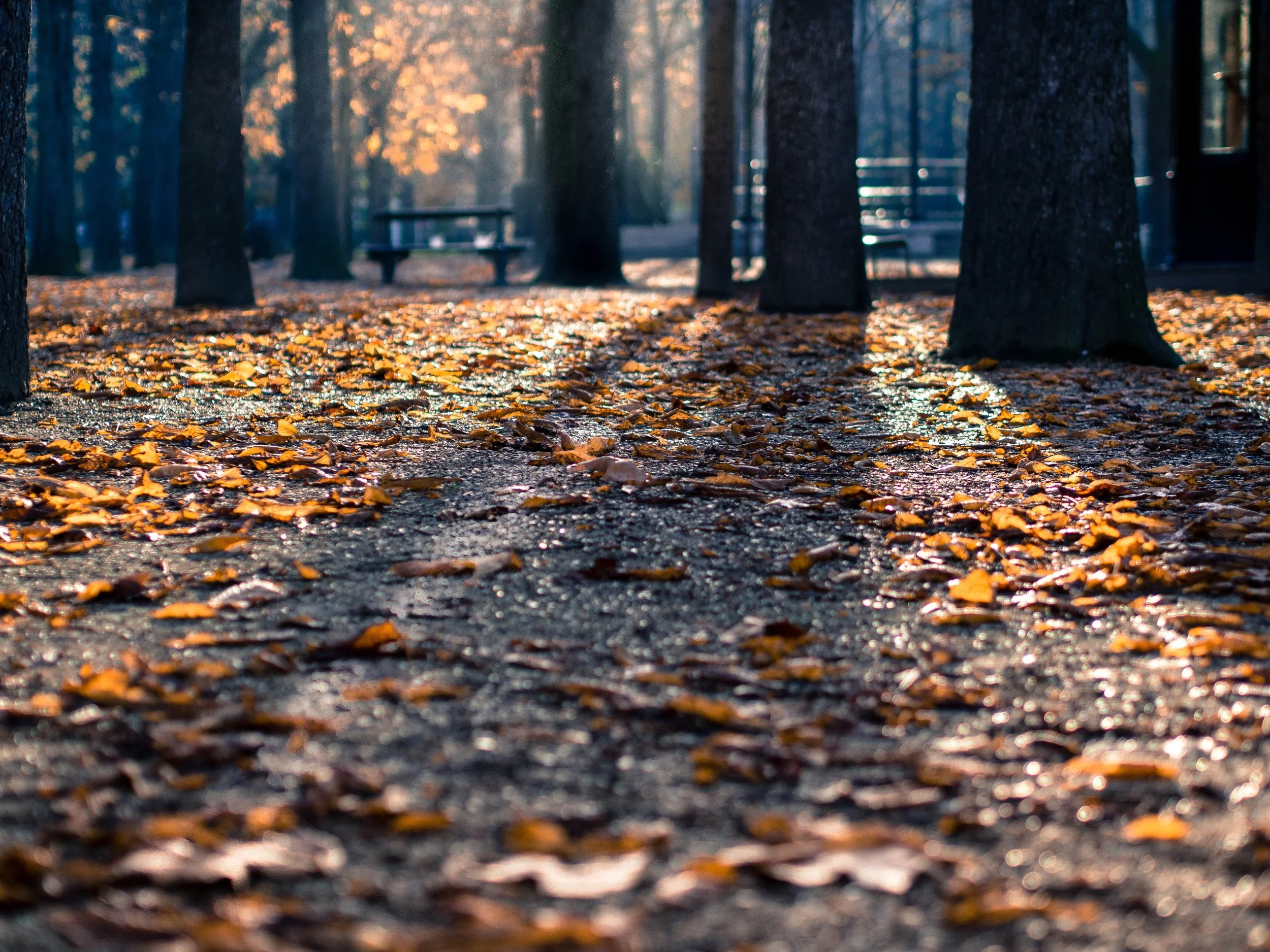 How To Revamp Your App for Fall