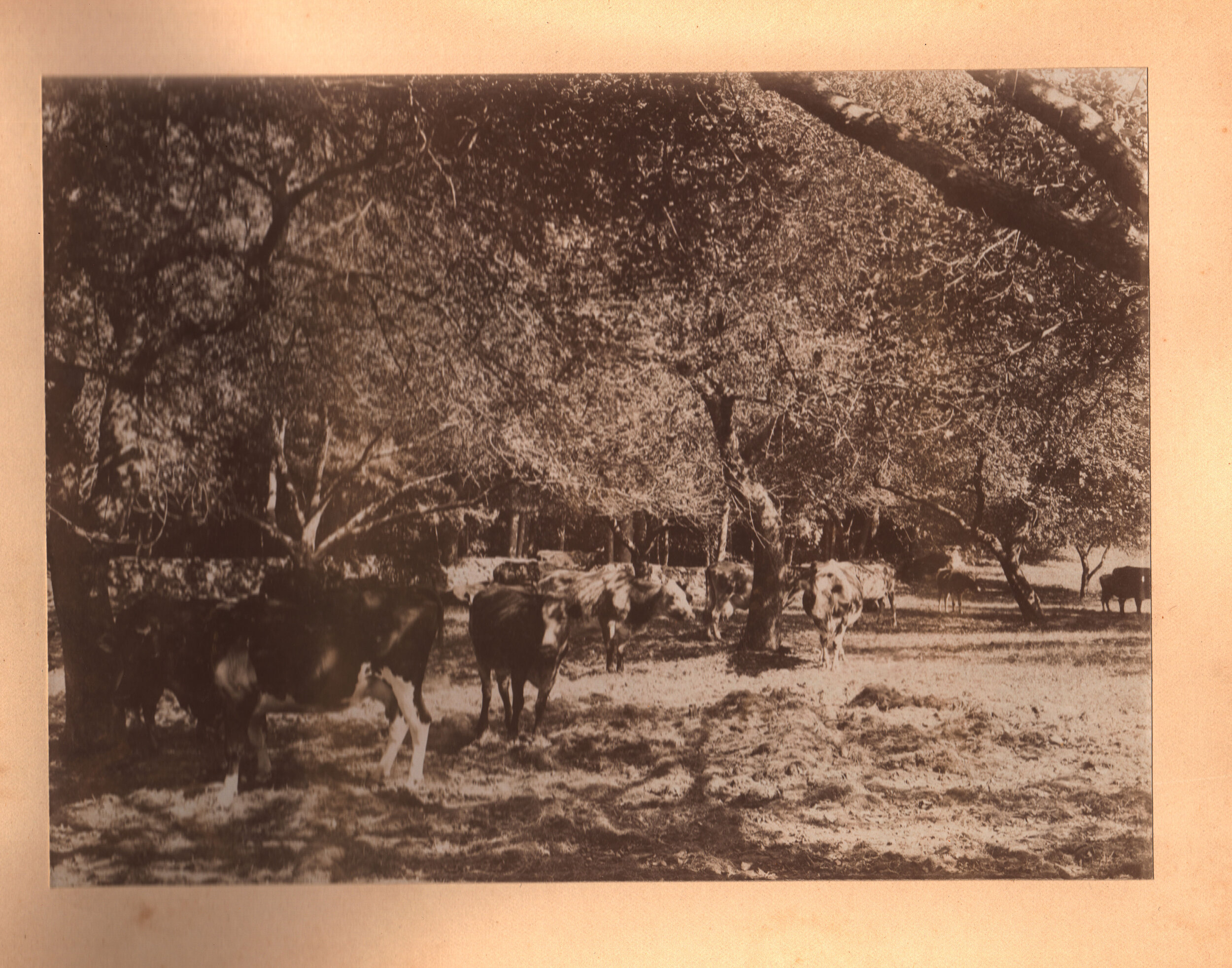 Cows in the field