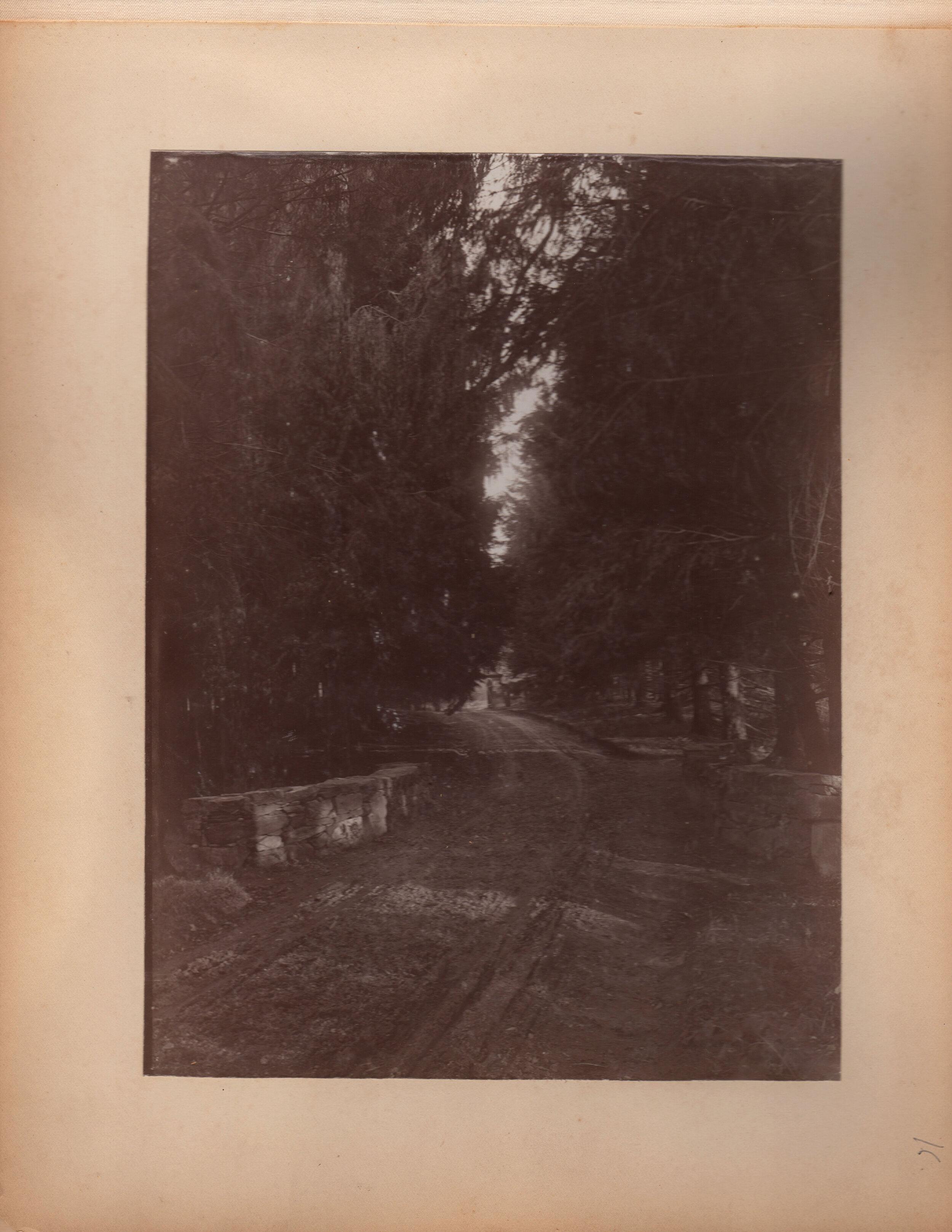 Path through the pines