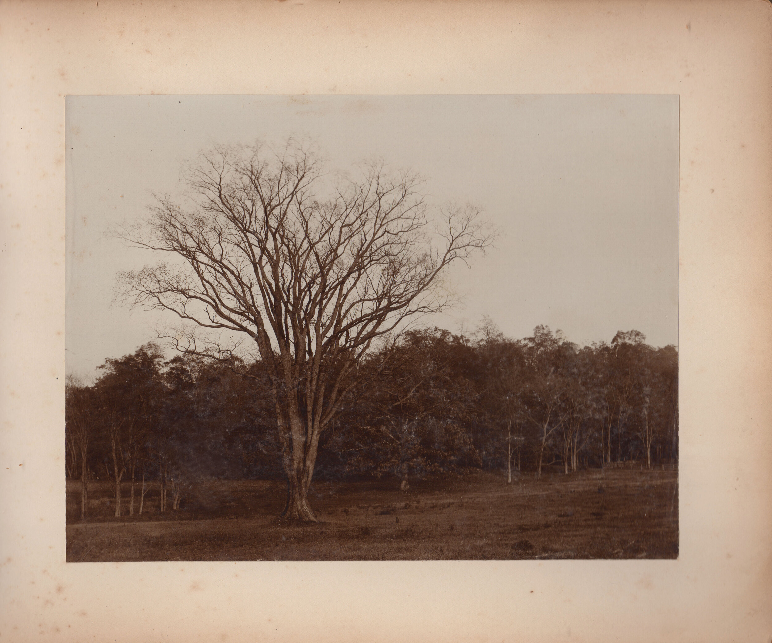 Field and trees